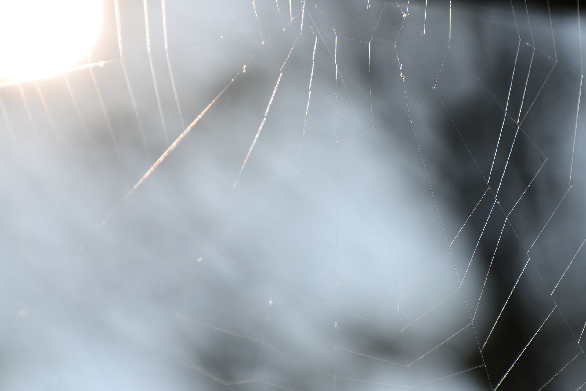 Sun shines against a spiderweb at Vermont flower farm, Ostara's Grove