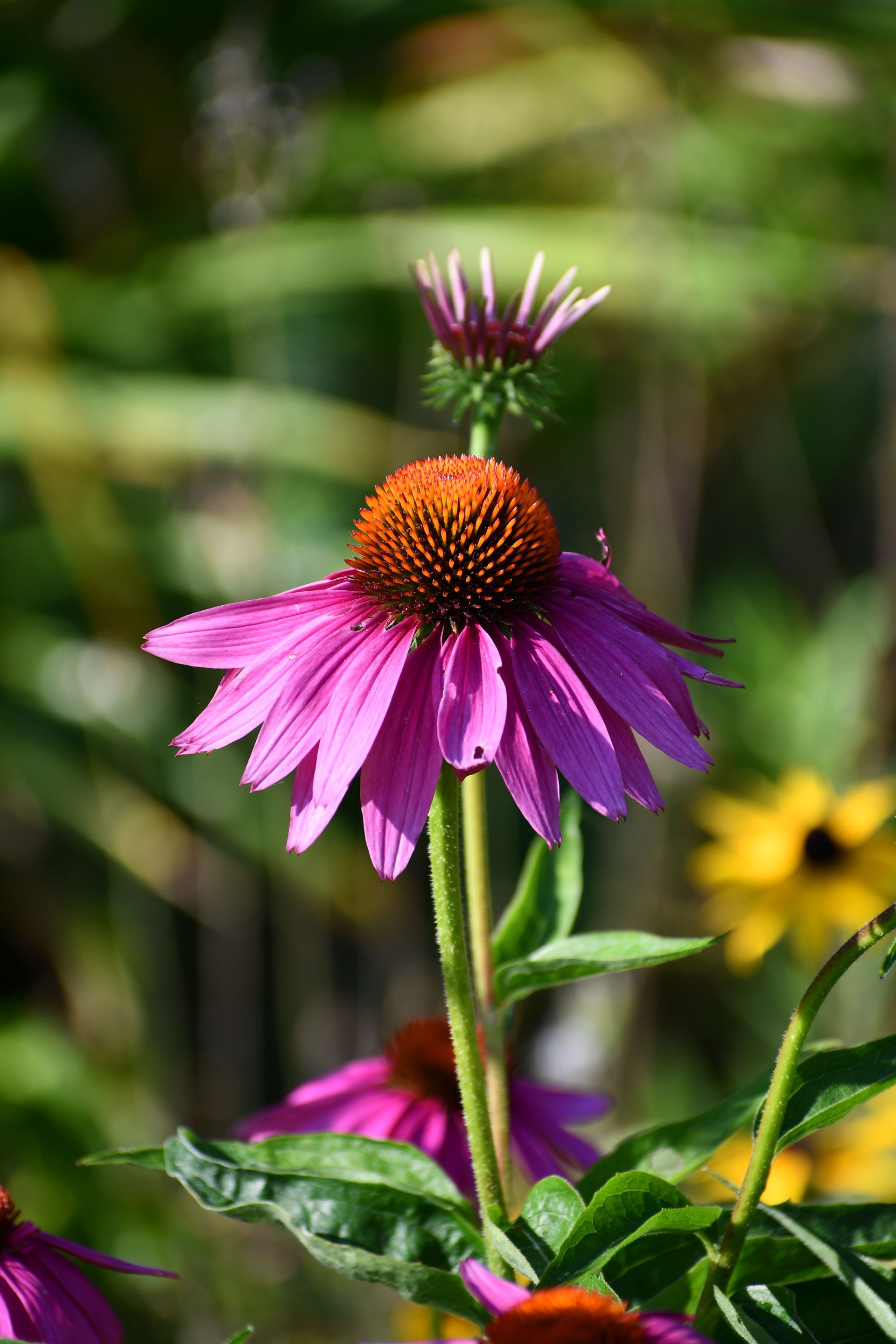 Echinacea, or purple coneflower, at Ostara's Grove Flower Farm