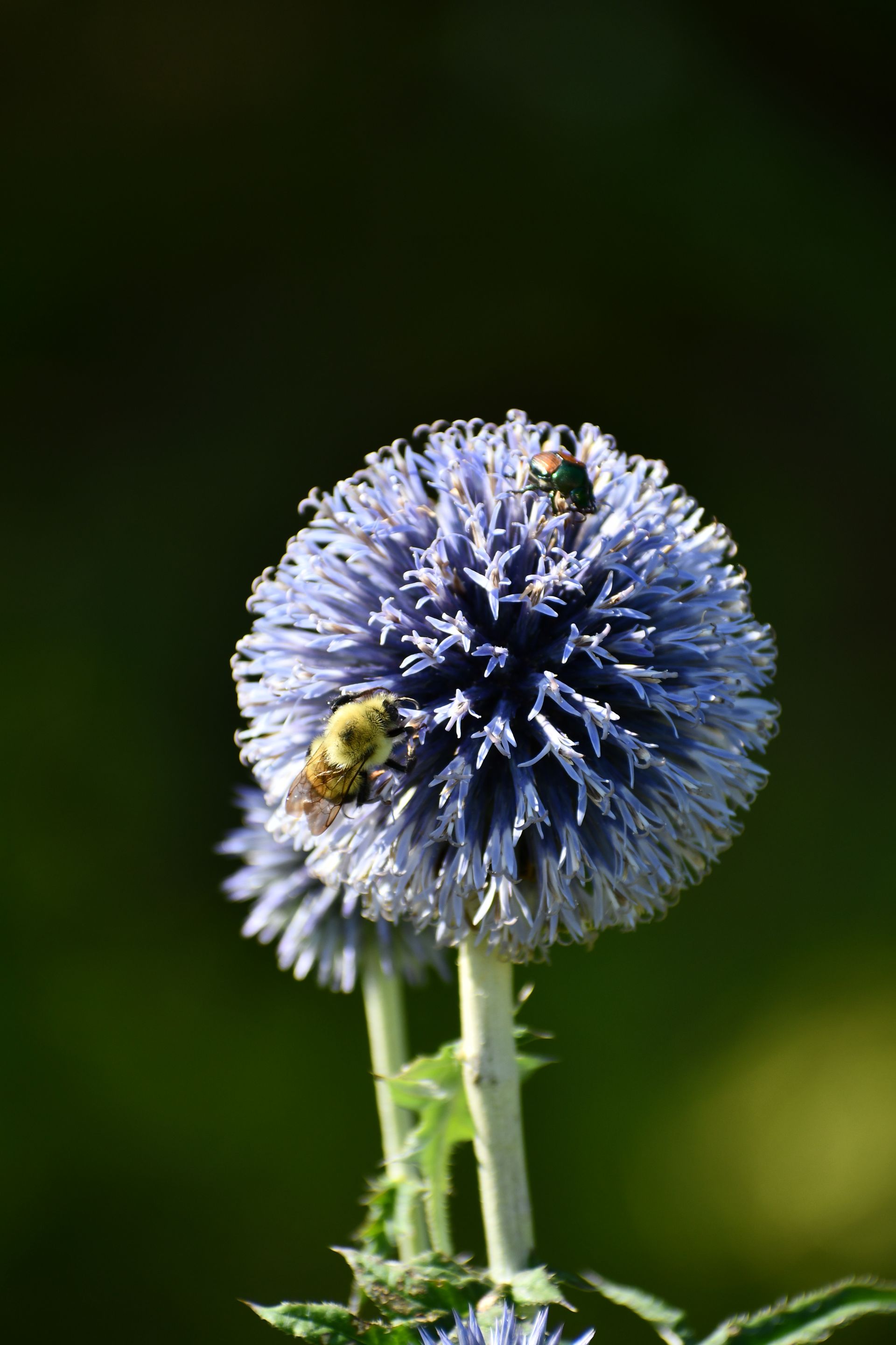 A bee harvests pollen from globe thistle at Ostara's Grove Flower Farm in Lunenburg, Vermont