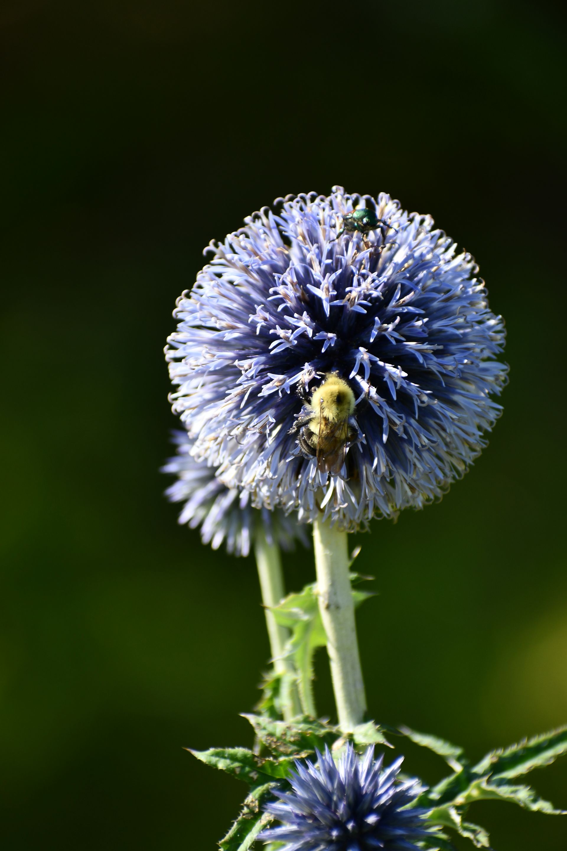 A bee gathers pollen from giant globe thistle at Vermont flower farm, Ostara's Grove