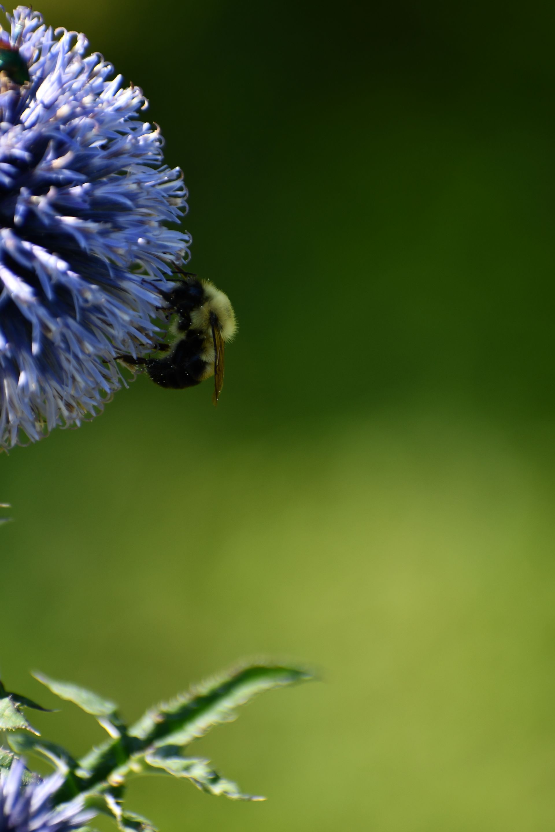 A bee gathers pollen from giant globe thistle at Ostara's Grove, Vermont flower farm