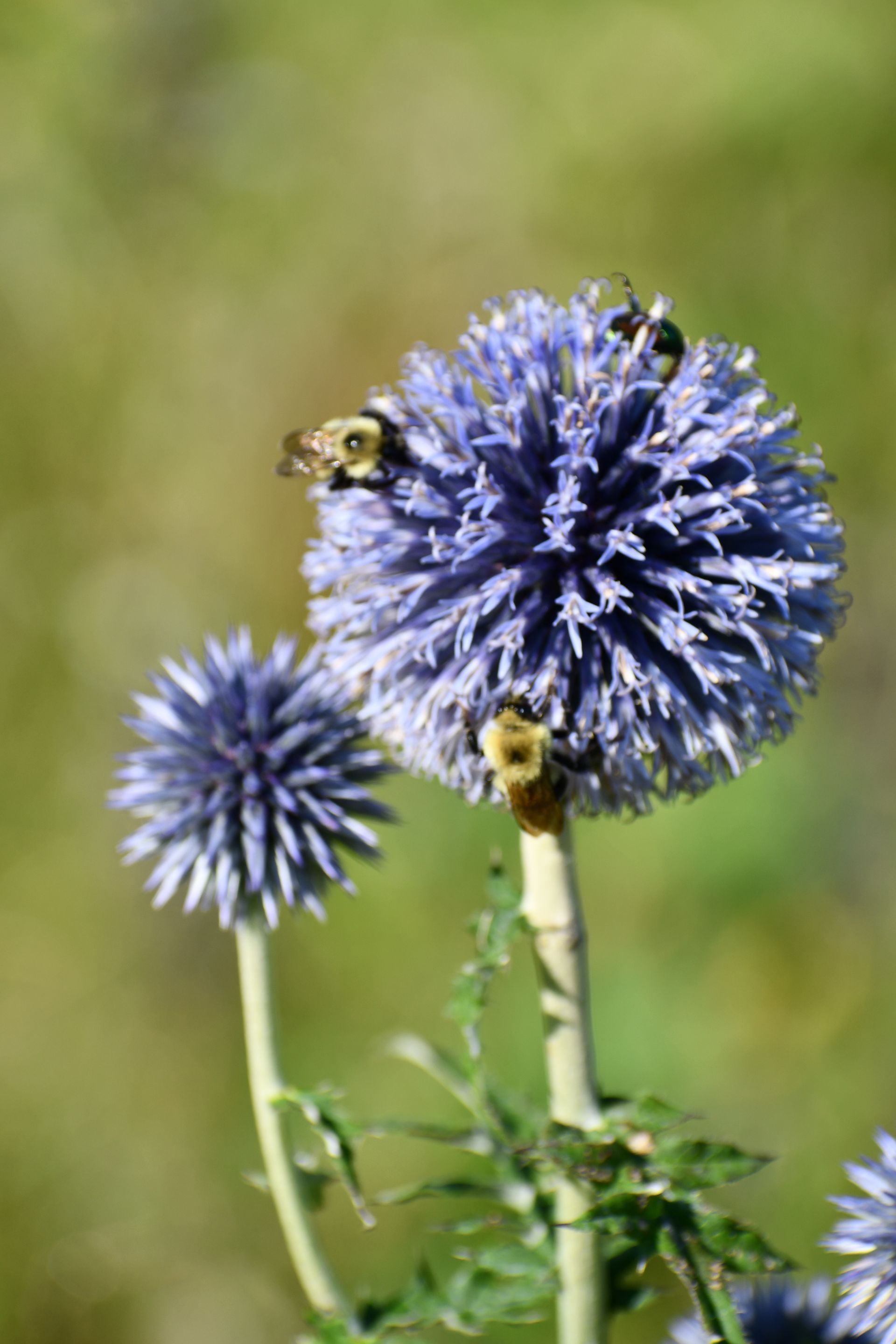 Bees gather pollen from giant globe thistle at Ostara's Grove, Vermont flower farm