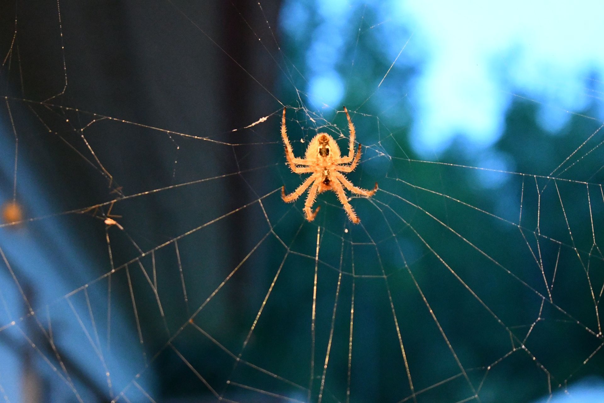 An orb weaver spider sits in its web at Ostara's Grove, Vermont flower farm
