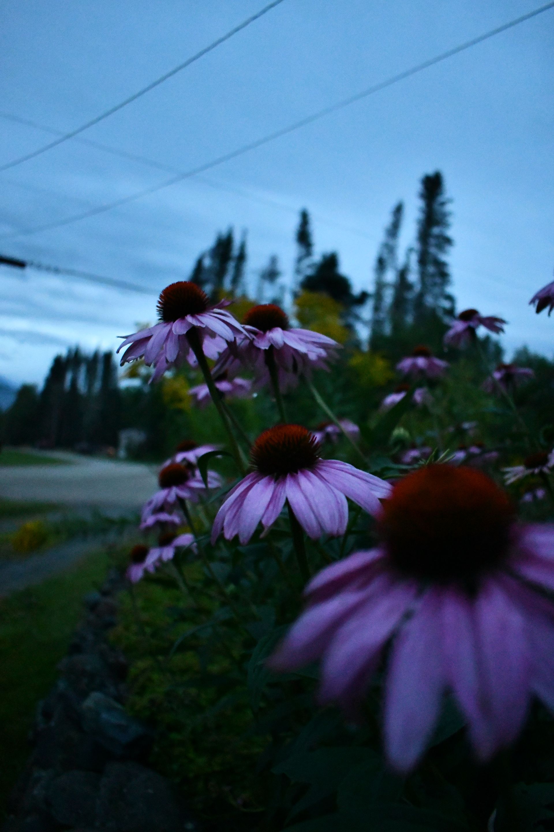 Purple coneflowers in bloom on a cloudy day at Ostara's Grove, Vermont flower farm