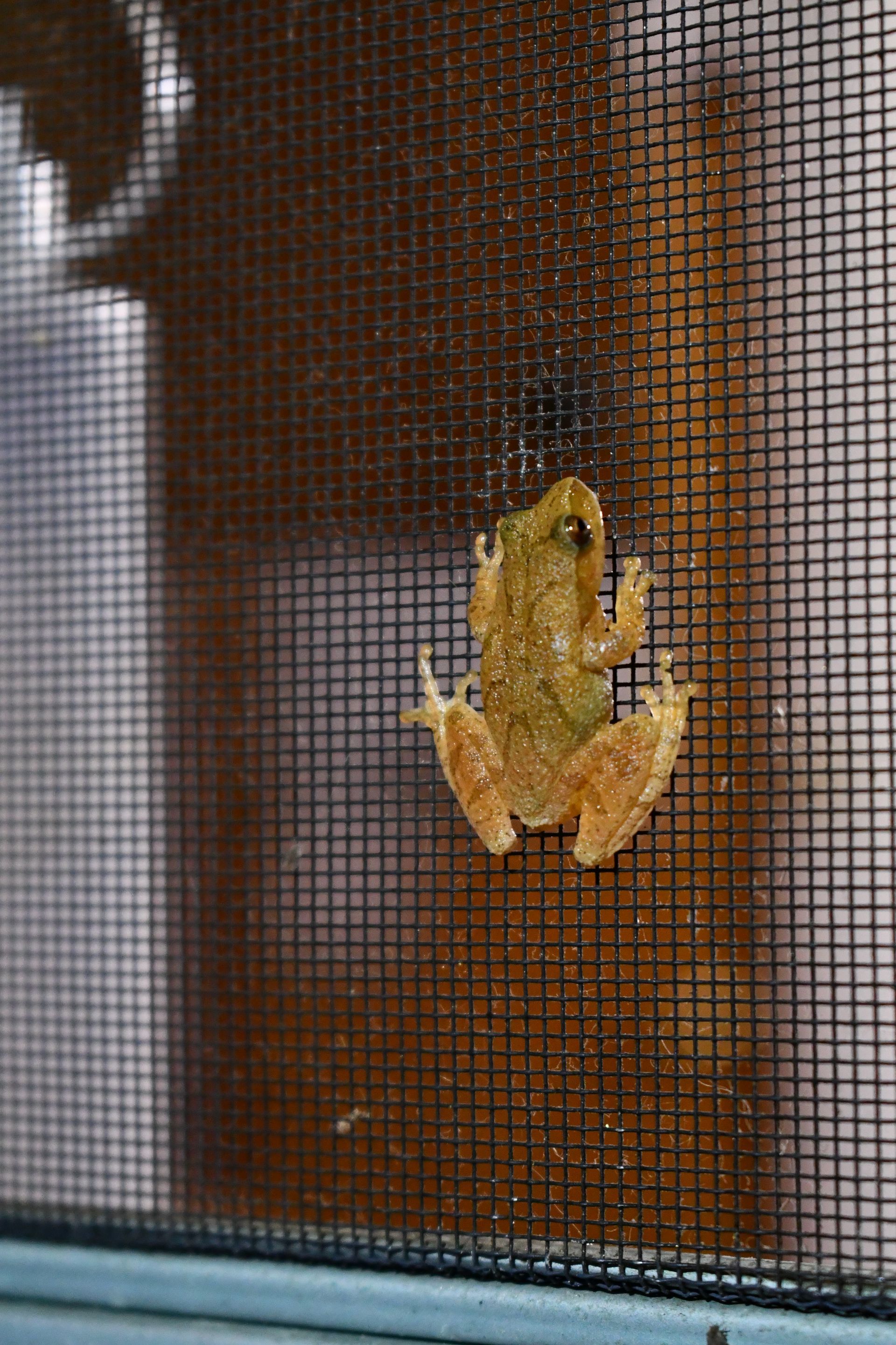 A spring peeper frog scales a window screen at Ostara's Grove flower farm in Lunenburg, Vermont
