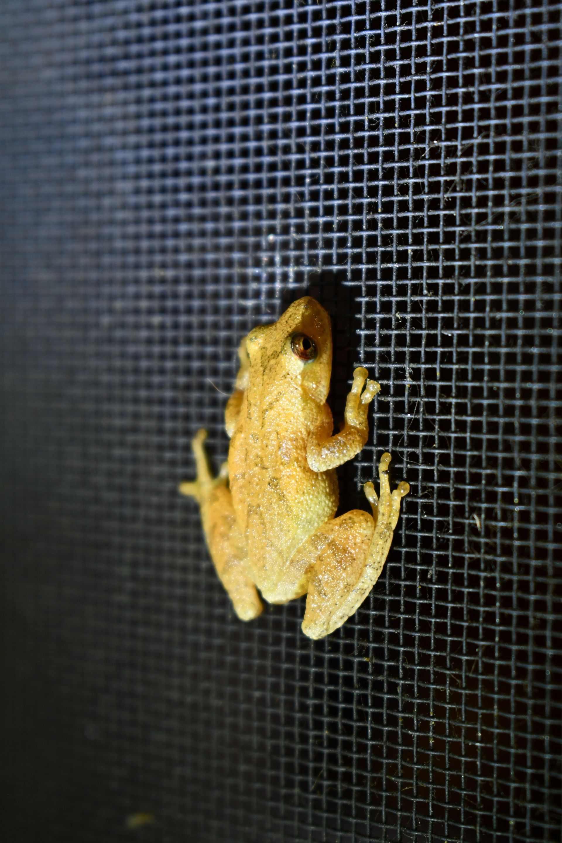 A spring peeper frog climbs a window at Ostara's Grove, Vermont flower farm