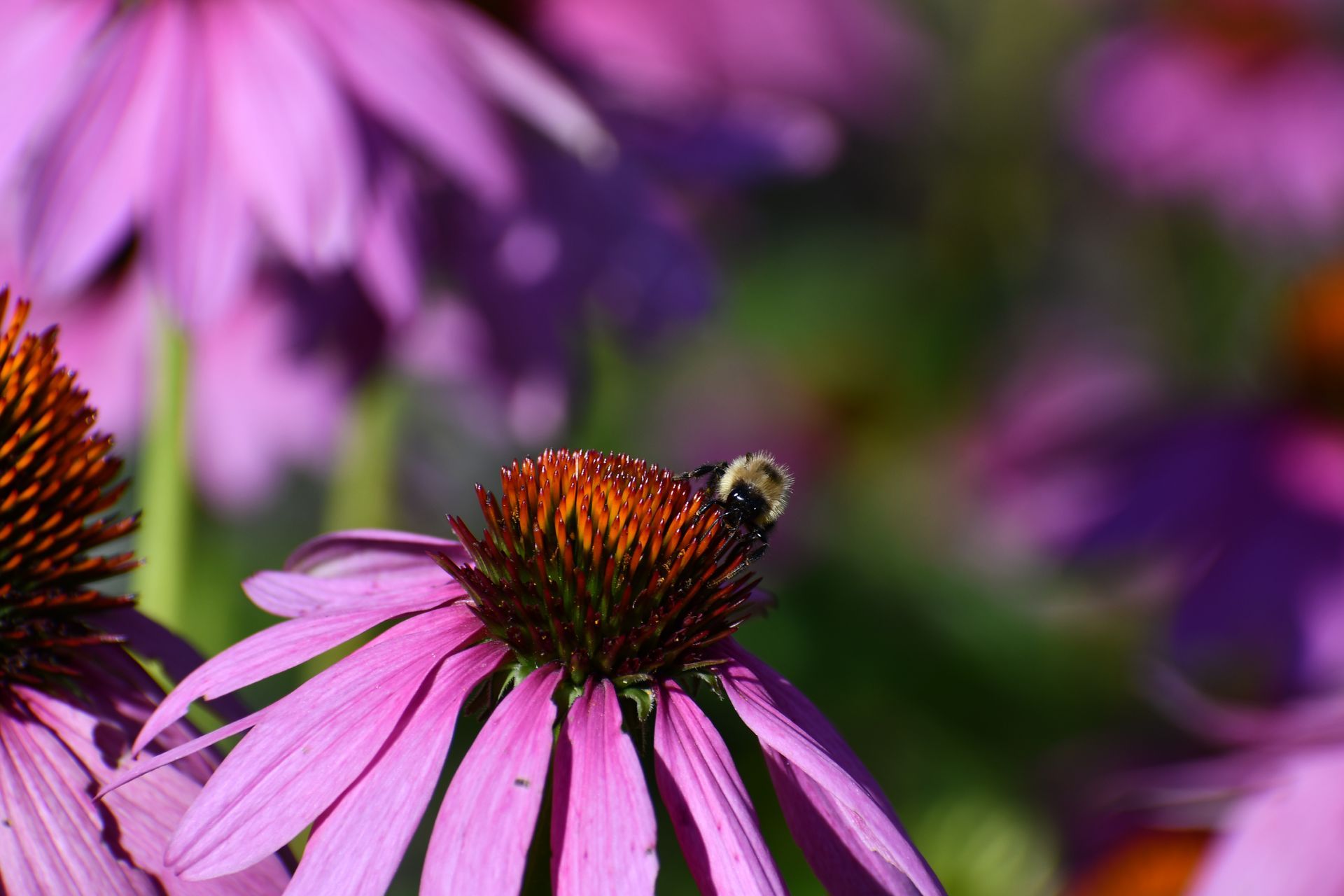 A bee gathers pollen from echinacea at Ostara's Grove, a Vermont flower farm