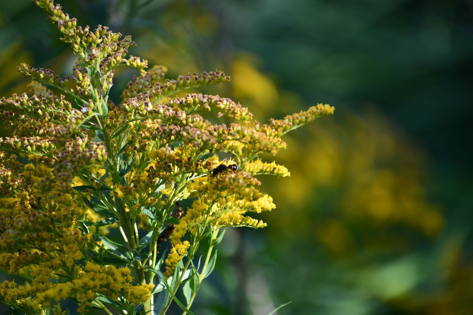  A pollinator gathers pollen from Goldenrod at Ostara's Grove, a Vermont flower farm