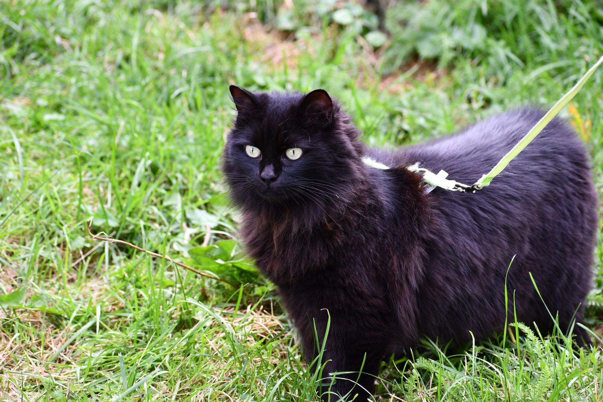 Ostara the cat, namesake of Ostara's Grove, explores the grounds of the Vermont flower farm