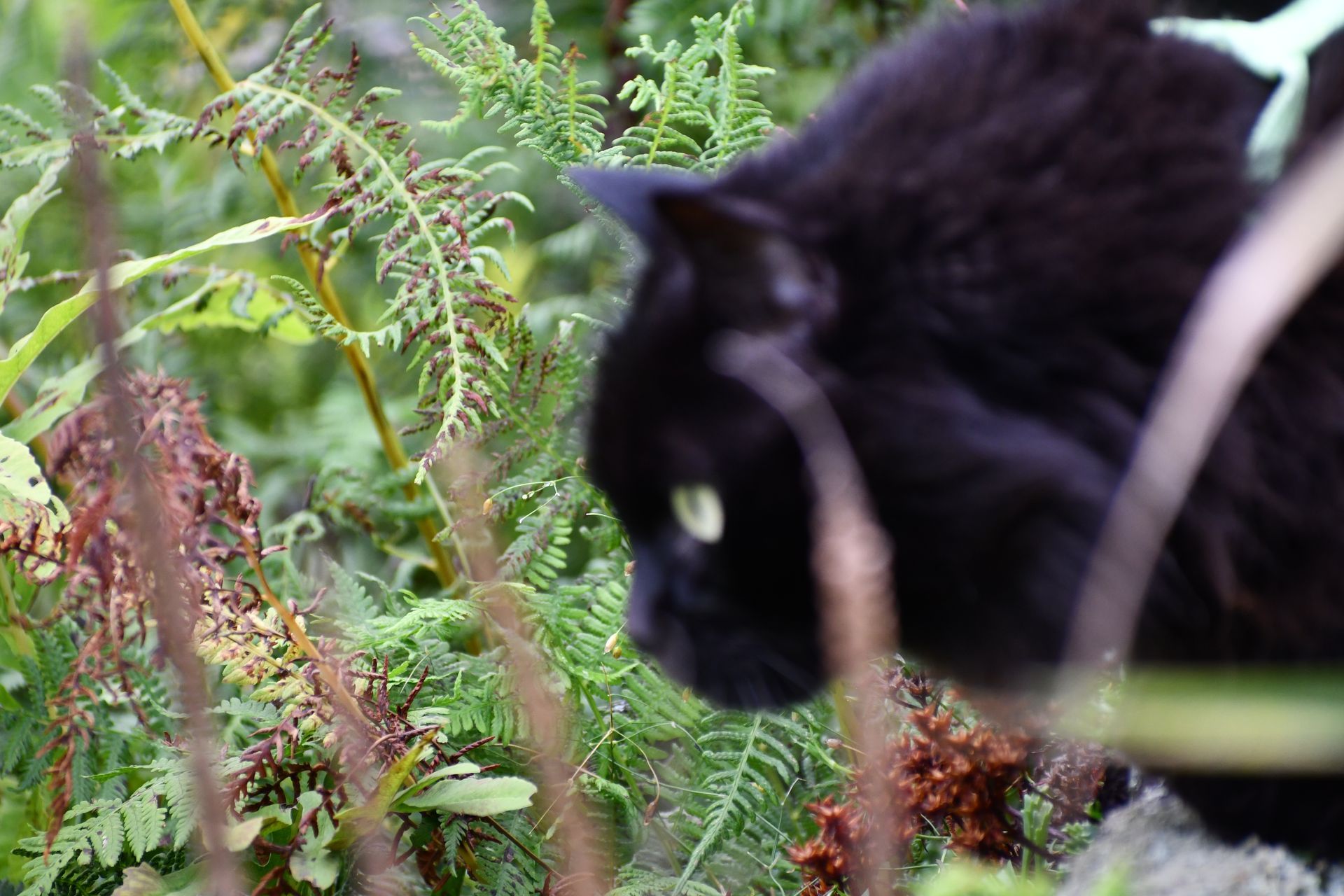 Ostara, the namesake of Ostara's Grove, Vermont flower farm, prowls the property