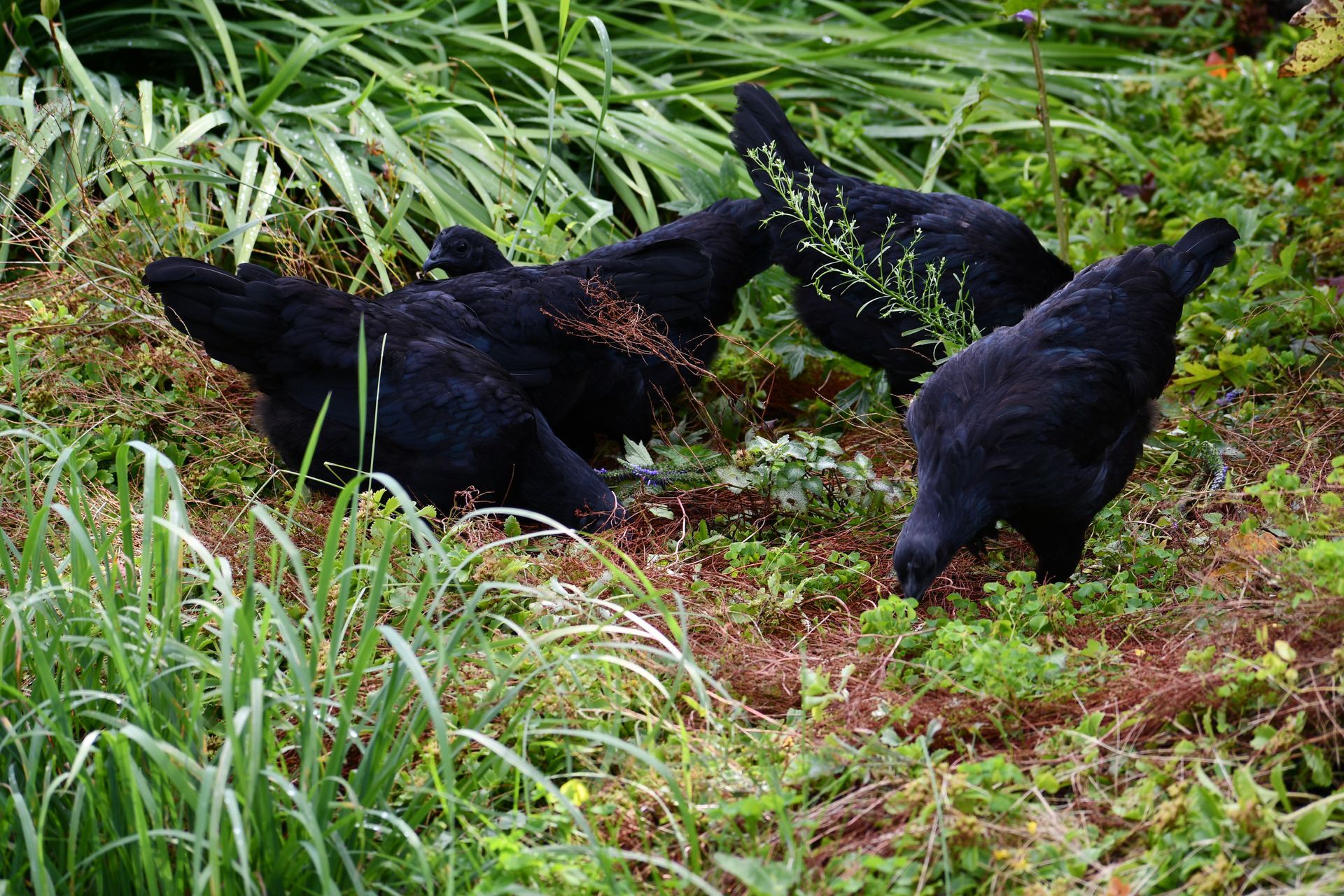 Ayam Cemani chickens graze freely on the grounds of Ostara's Grove, Vermont flower farm