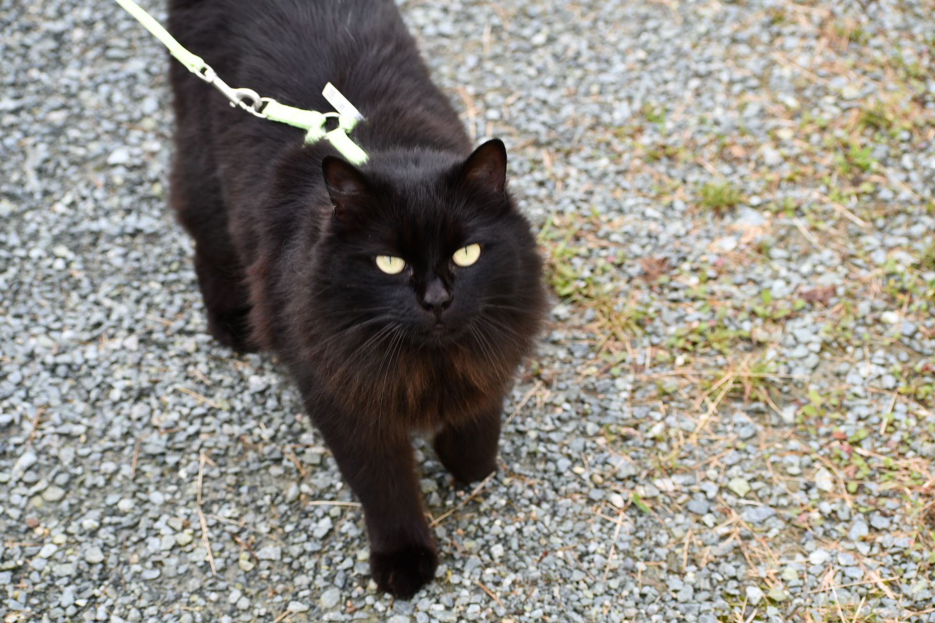 Ostara the cat, namesake of Ostara's Grove, explores the grounds of the Vermont flower farm