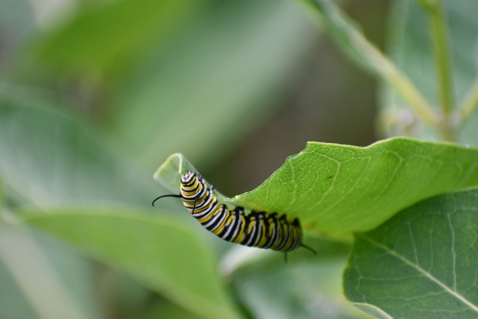 A monarch caterpillar munches on milkweed at Ostara's Grove, Vermont flower farm
