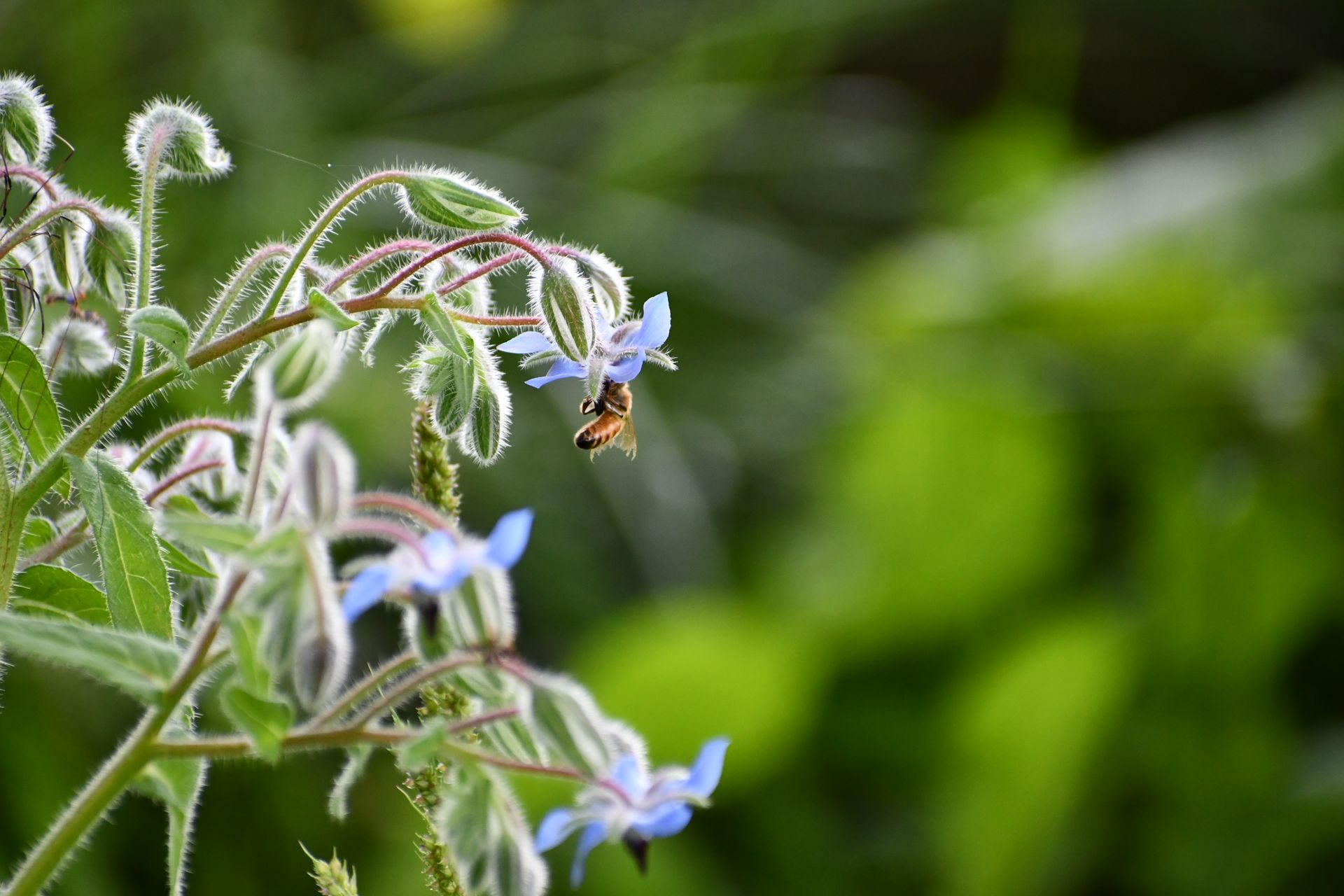 A bee gathers pollen from borage at Ostara's Grove, Vermont flower farm