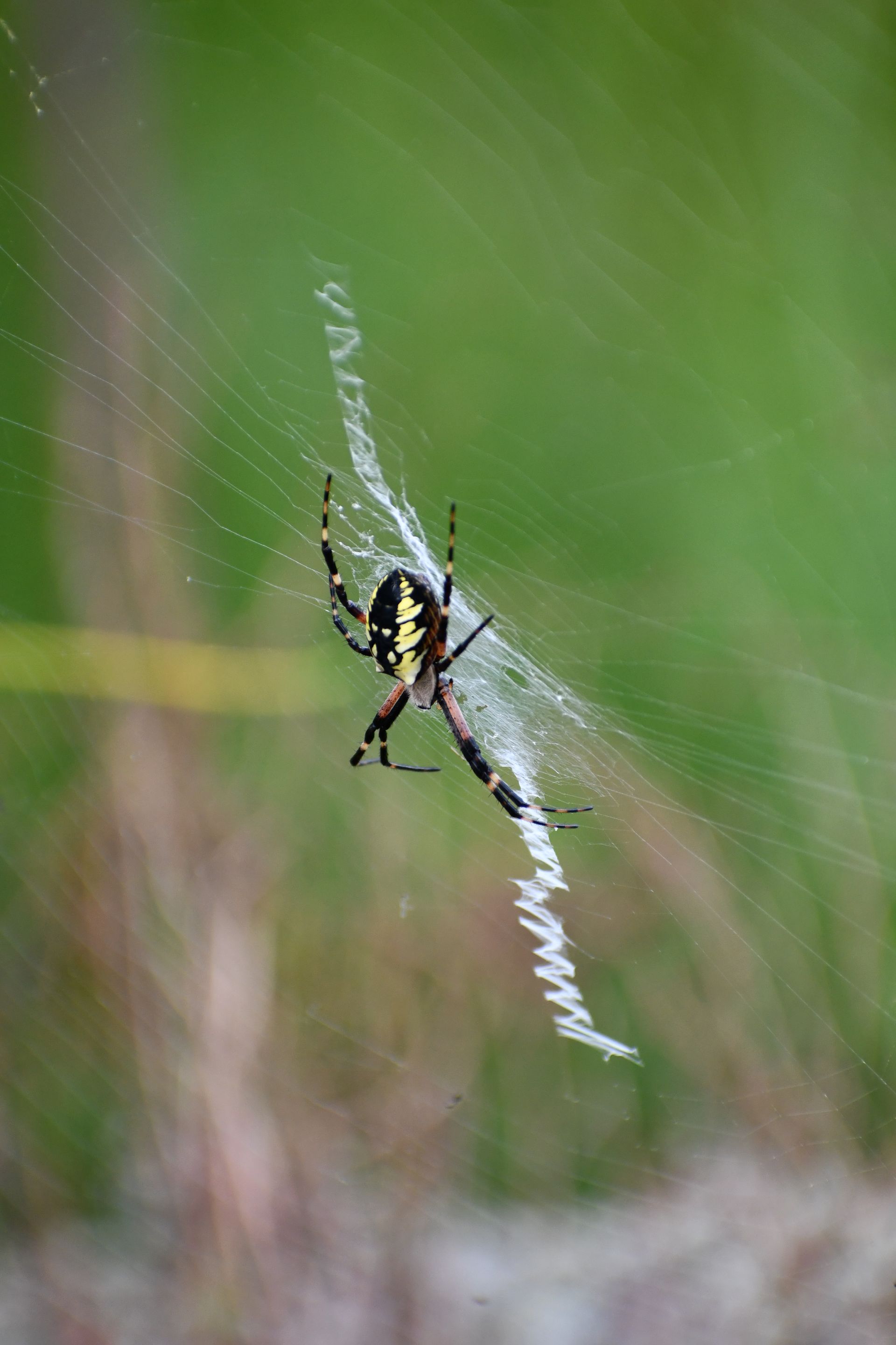 A zigzag garden spider makes her web at Ostara's Grove, Vermont flower farm