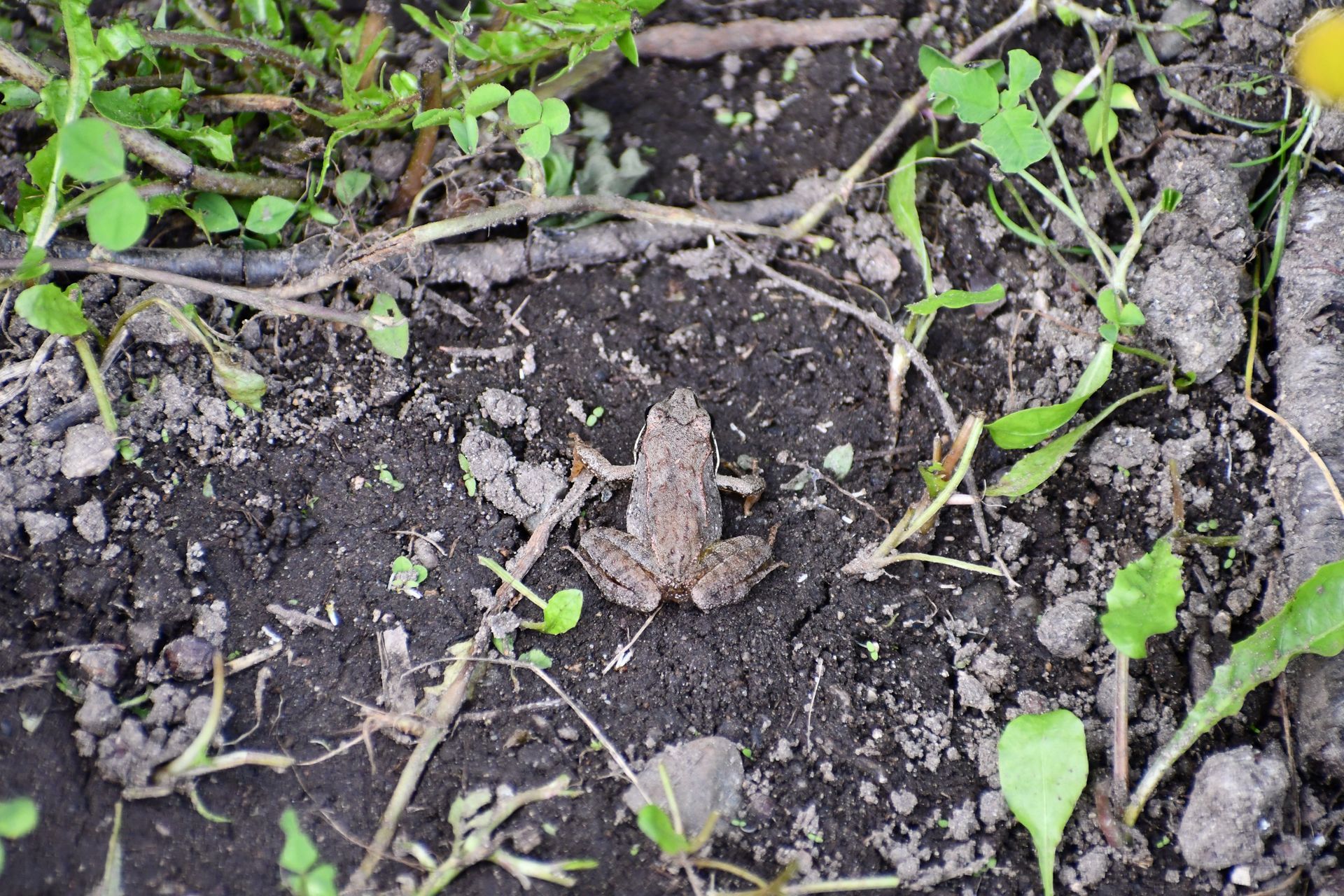A frog hops through gardens at Ostara's Grove flower farm in Vermont