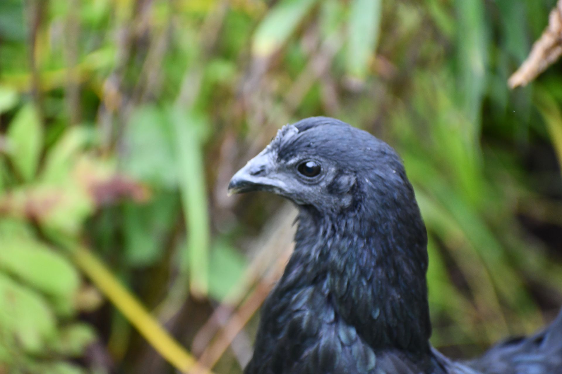 An ayam cemani free ranges at Ostara's Grove flower farm in Vermont