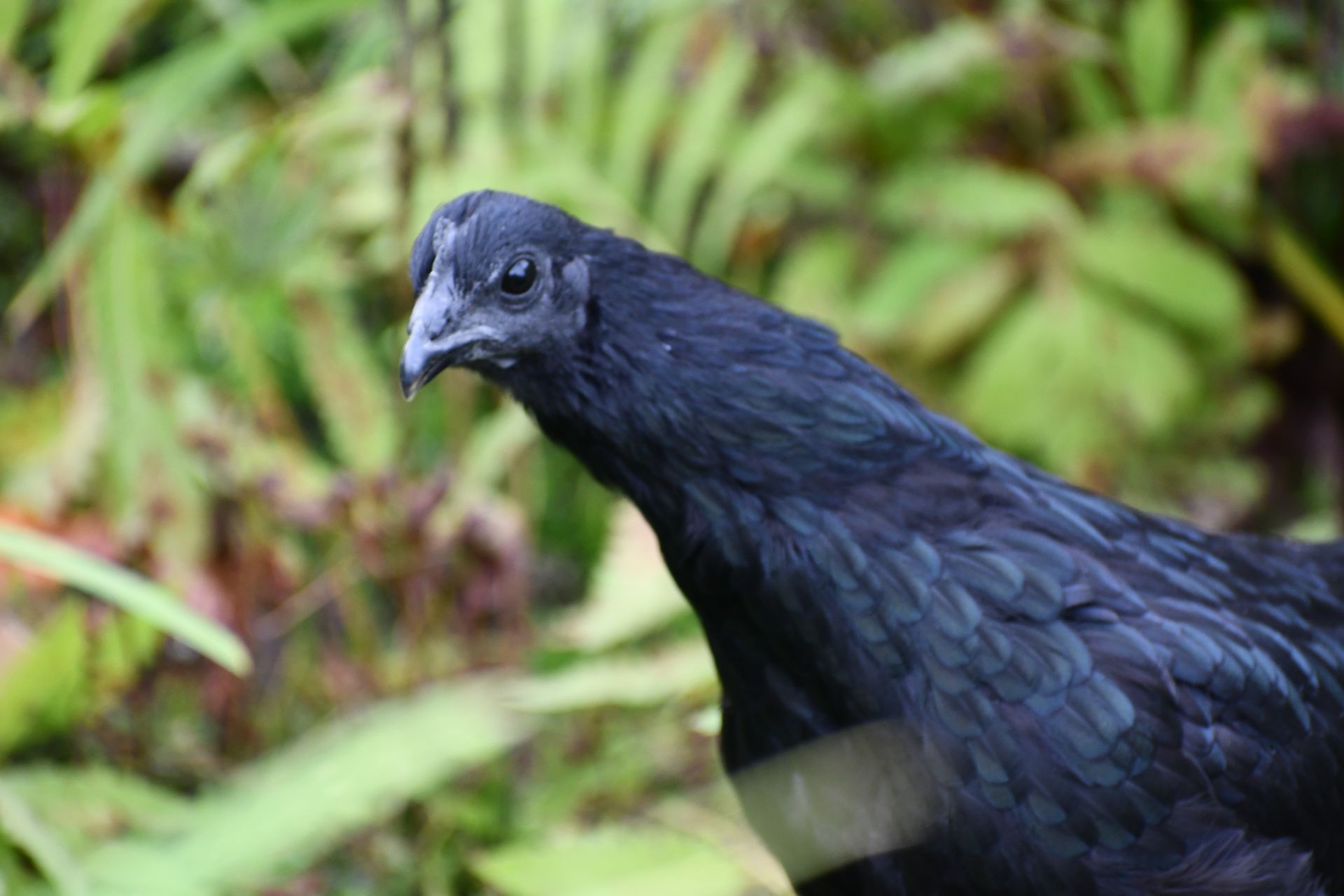 An Ayam Cemani chicken hunts at Ostara's Grove, Vermont flower farm