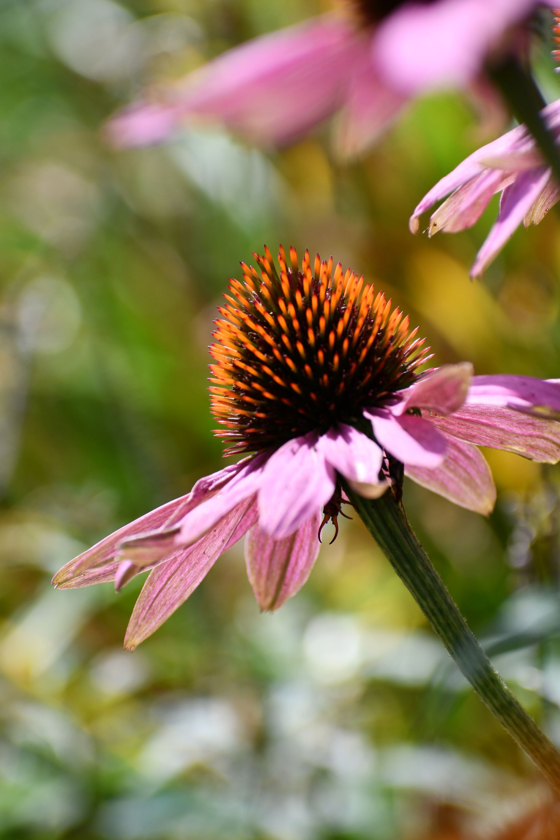 A purple coneflower in bloom at Ostara's Grove, Vermont flower farm
