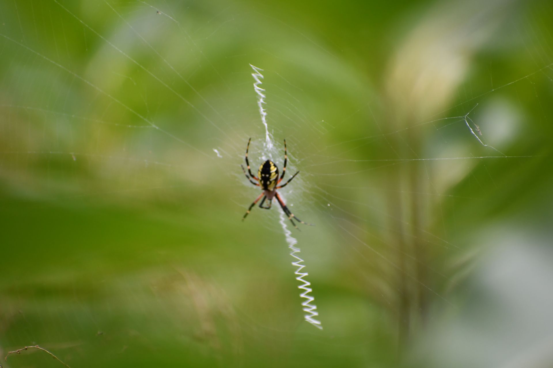 A Zigzag garden spider builds her web at Ostara's Grove Flower farm in Vermont