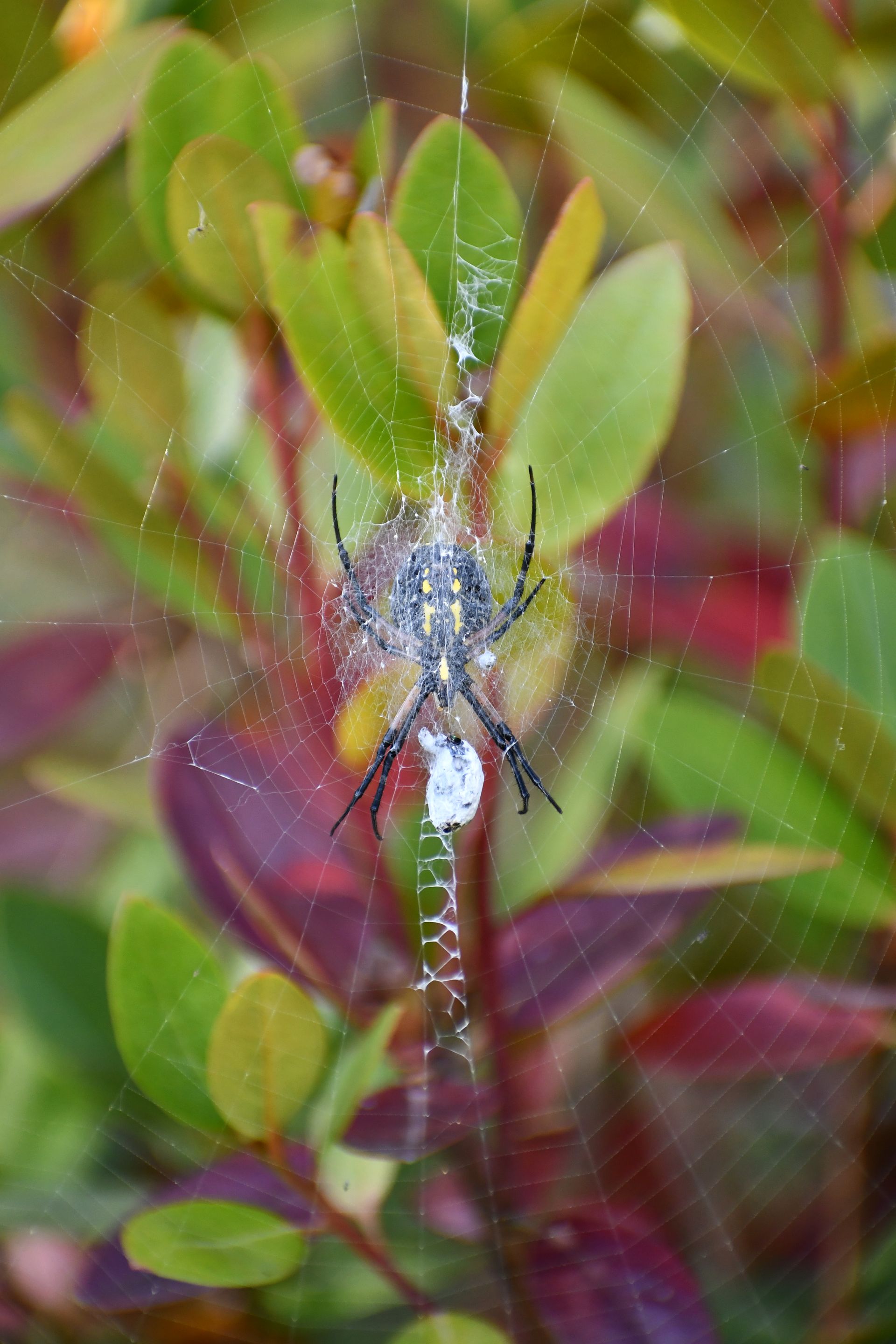 A zigzag garden spider finds food in the gardens at Ostara's Grove, Vermont flower farm