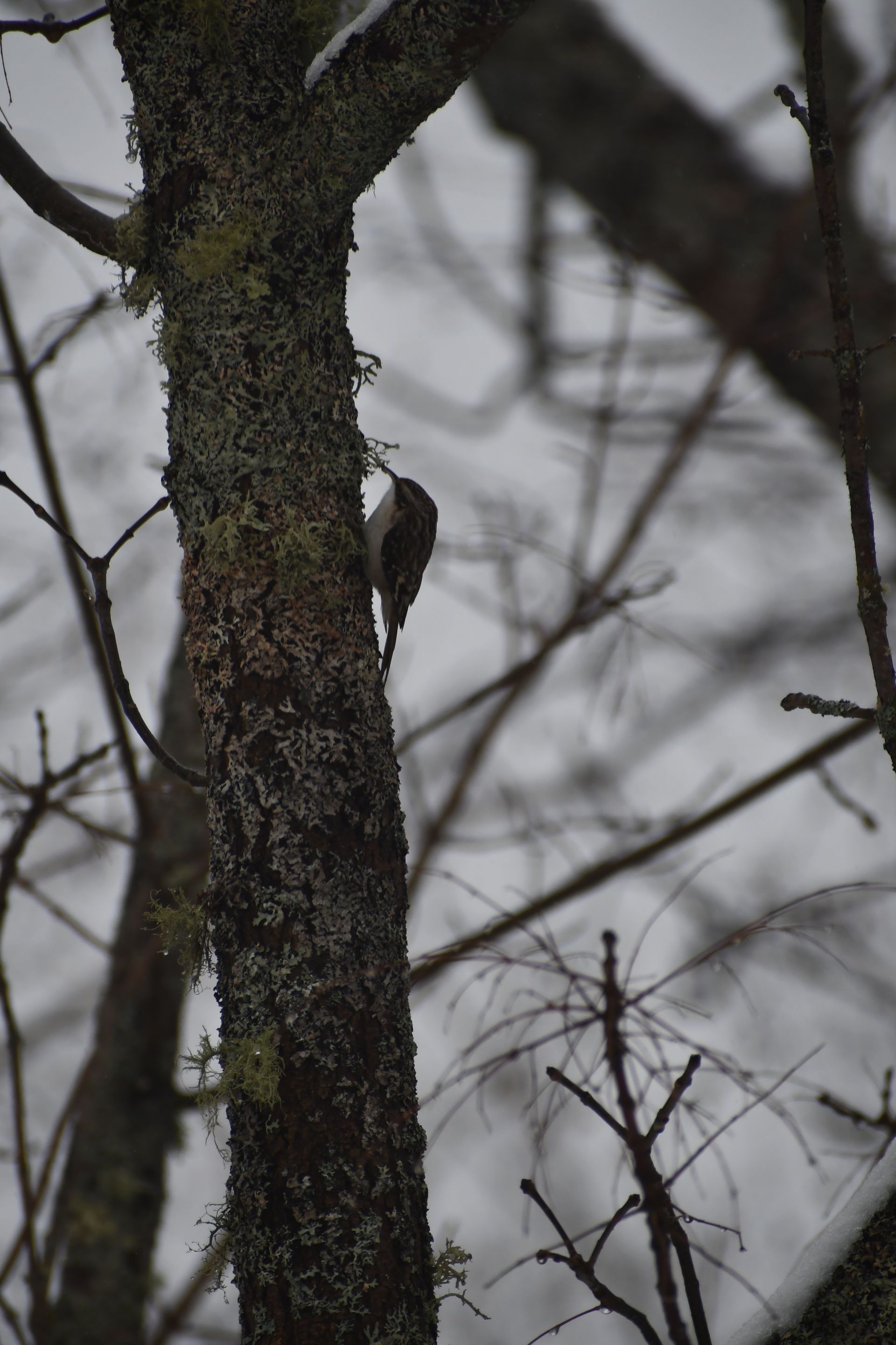 A treecreeper climbs a tree at Ostara's Grove Flower Farm in Lunenburg, Vermont