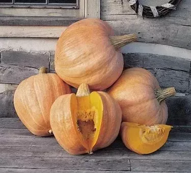 Amish Pie Pumpkin