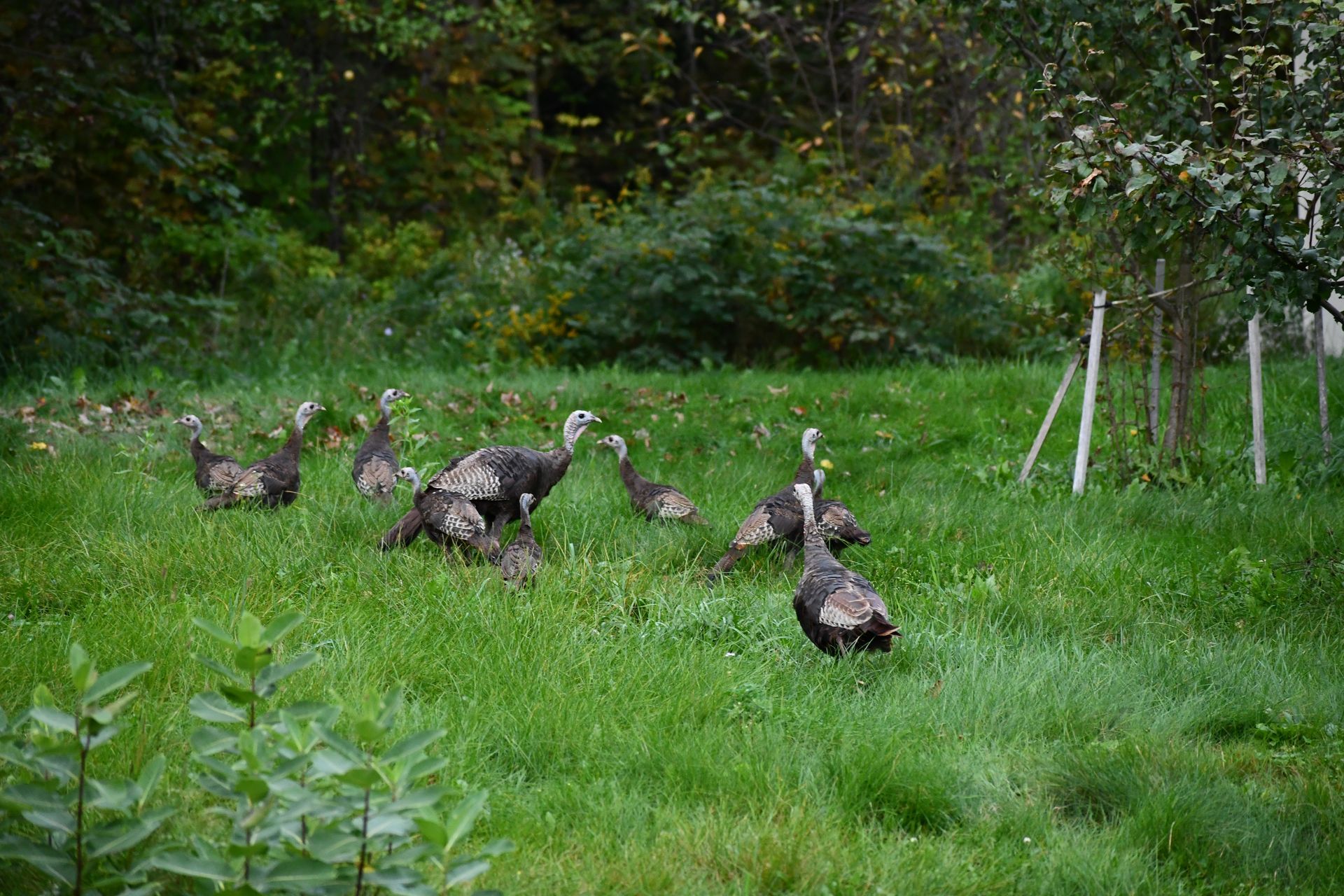 A flock of wild turkeys waddle across the property of Ostara's Grove, Vermont flower farm