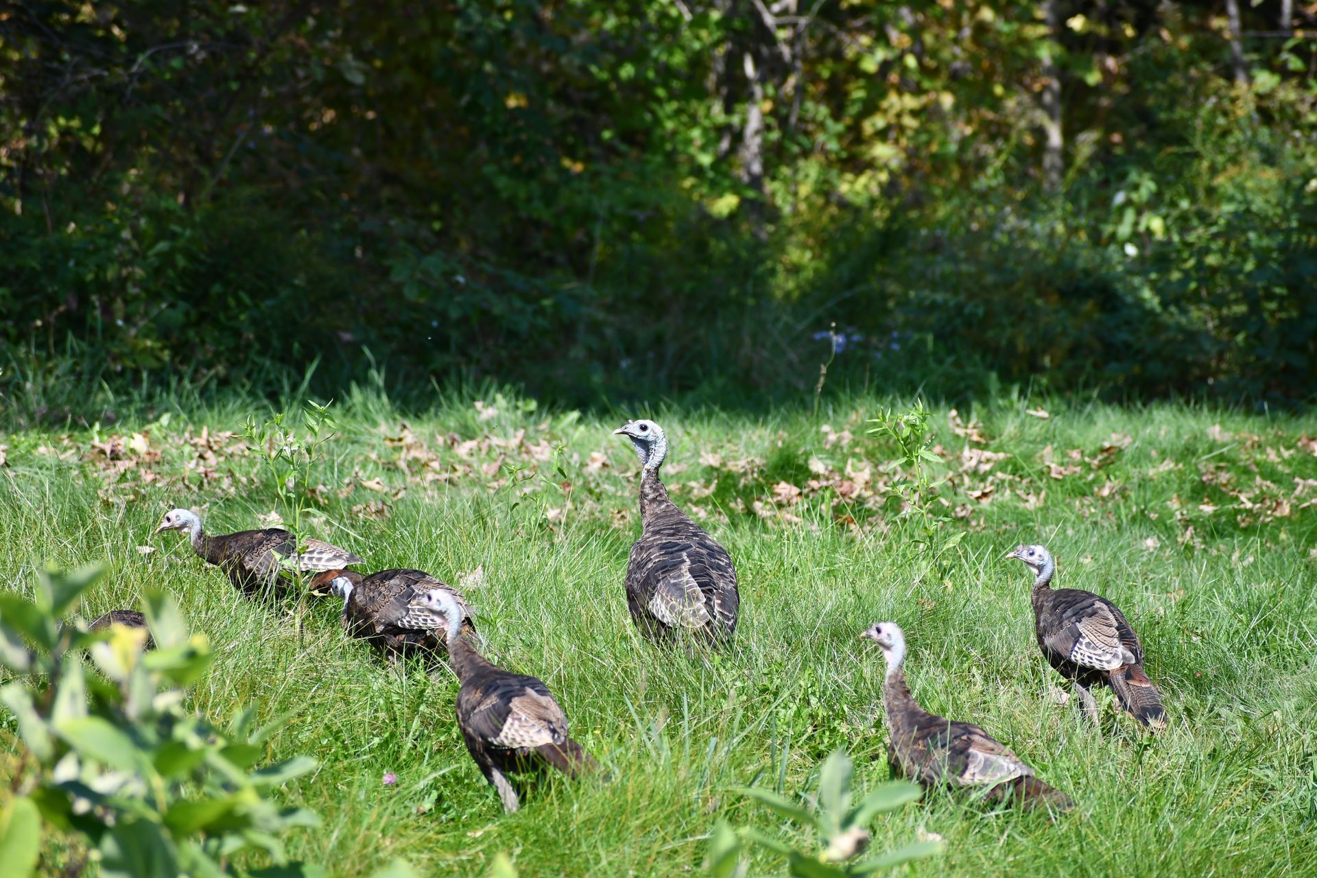 Turkeys wander the Ostara's Grove property in Lunenburg, Vermont