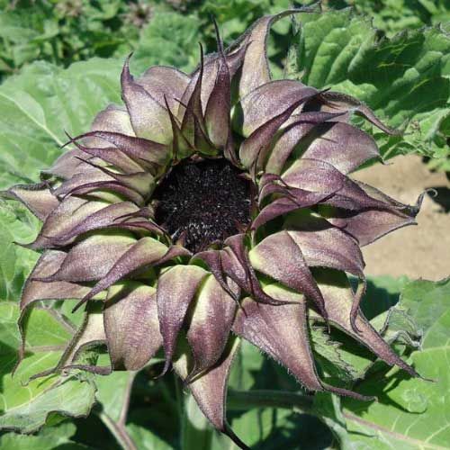 Sunfill Purple Sunflower