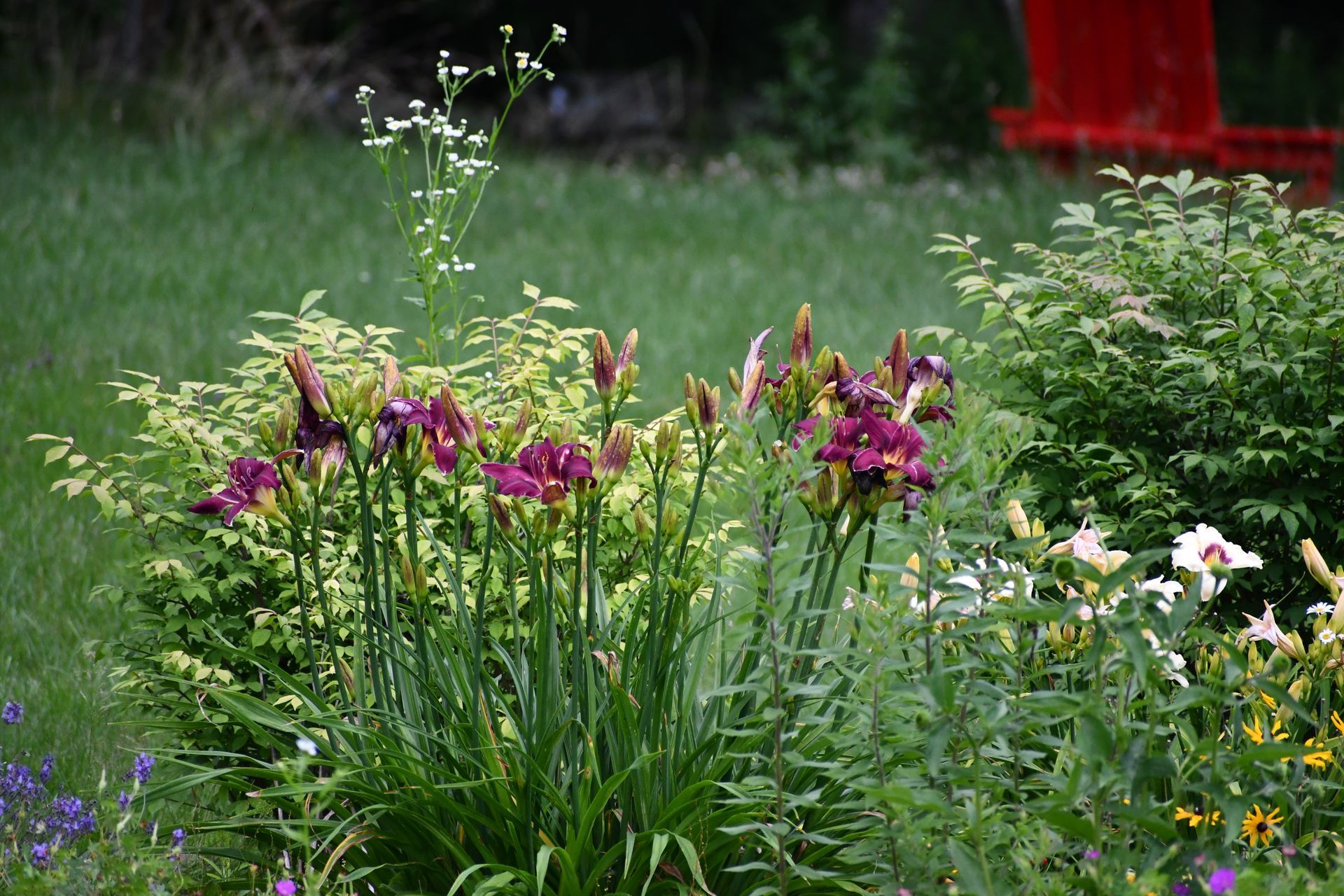 One of the many garden areas at Ostara's Grove flower farm in Lunenburg, Vermont
