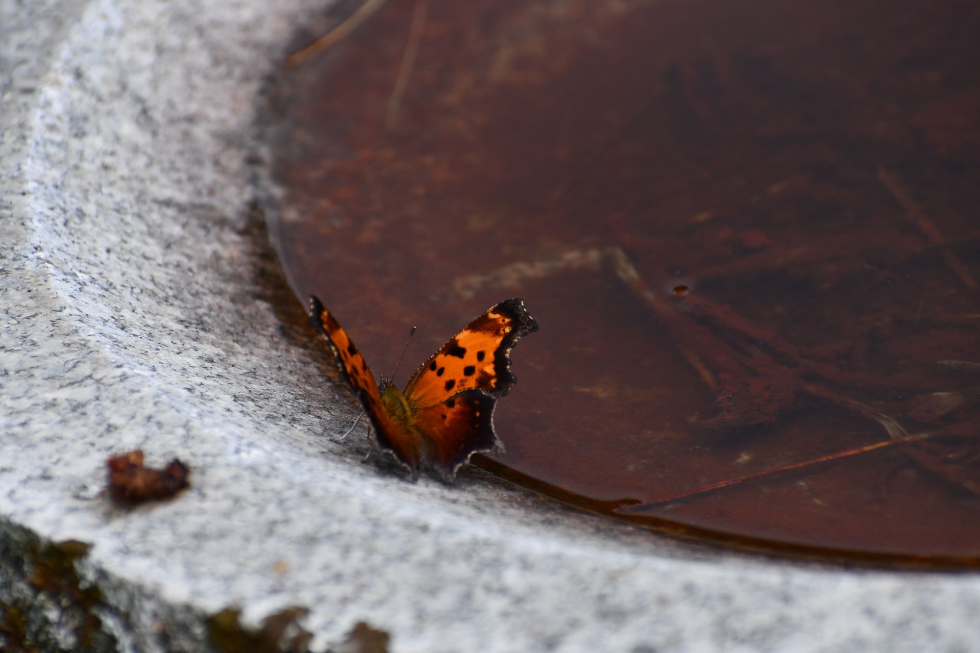 A butterfly rests on the edge of a bird bath
