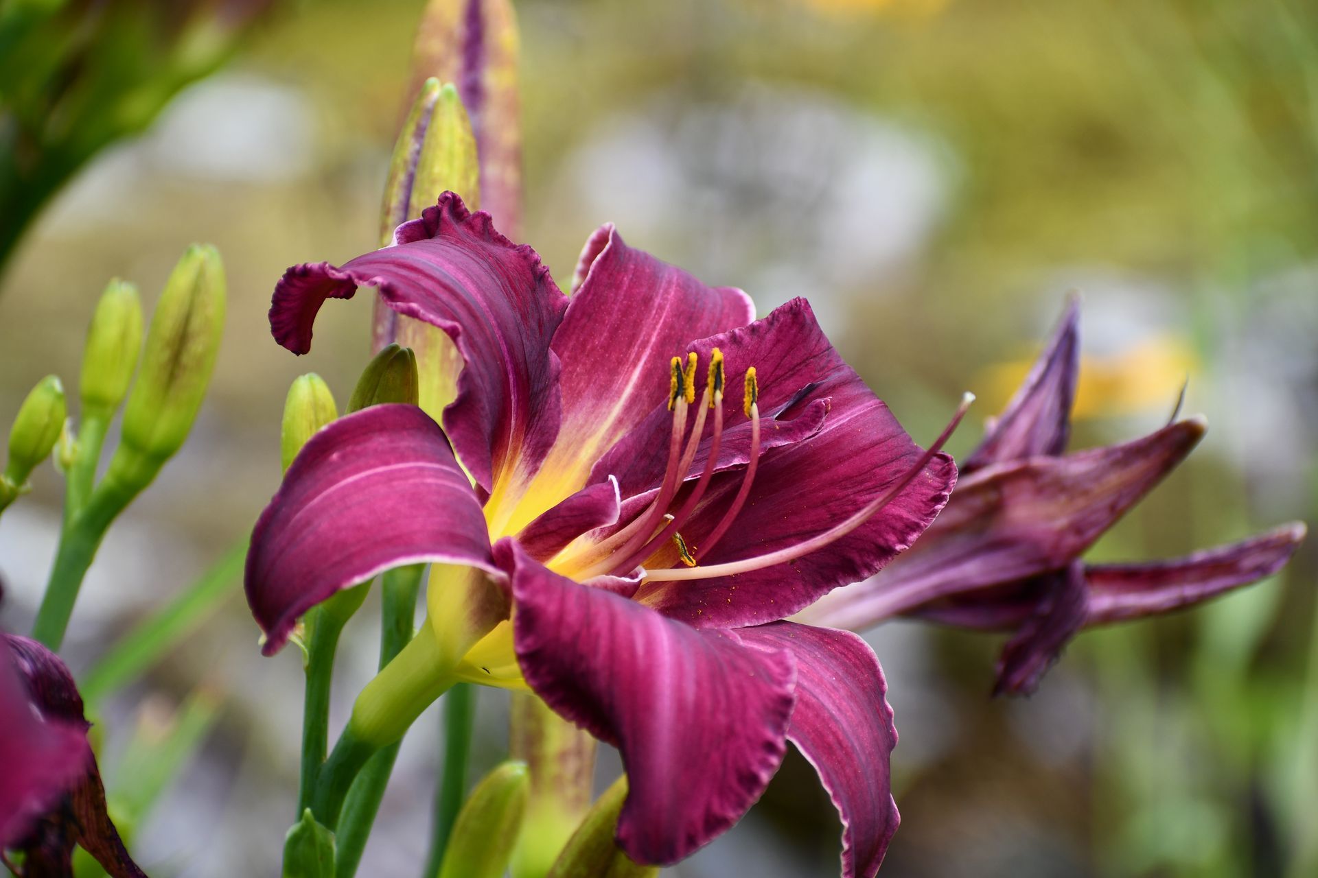 Purple daylilies bloom at Ostara's Grove, Vermont flower farm in Lunenburg