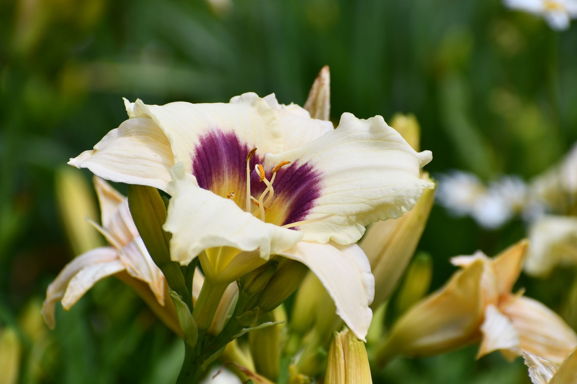 Yellow and purple daylilies bloom at Ostara's Grove, Vermont flower farm in Lunenburg