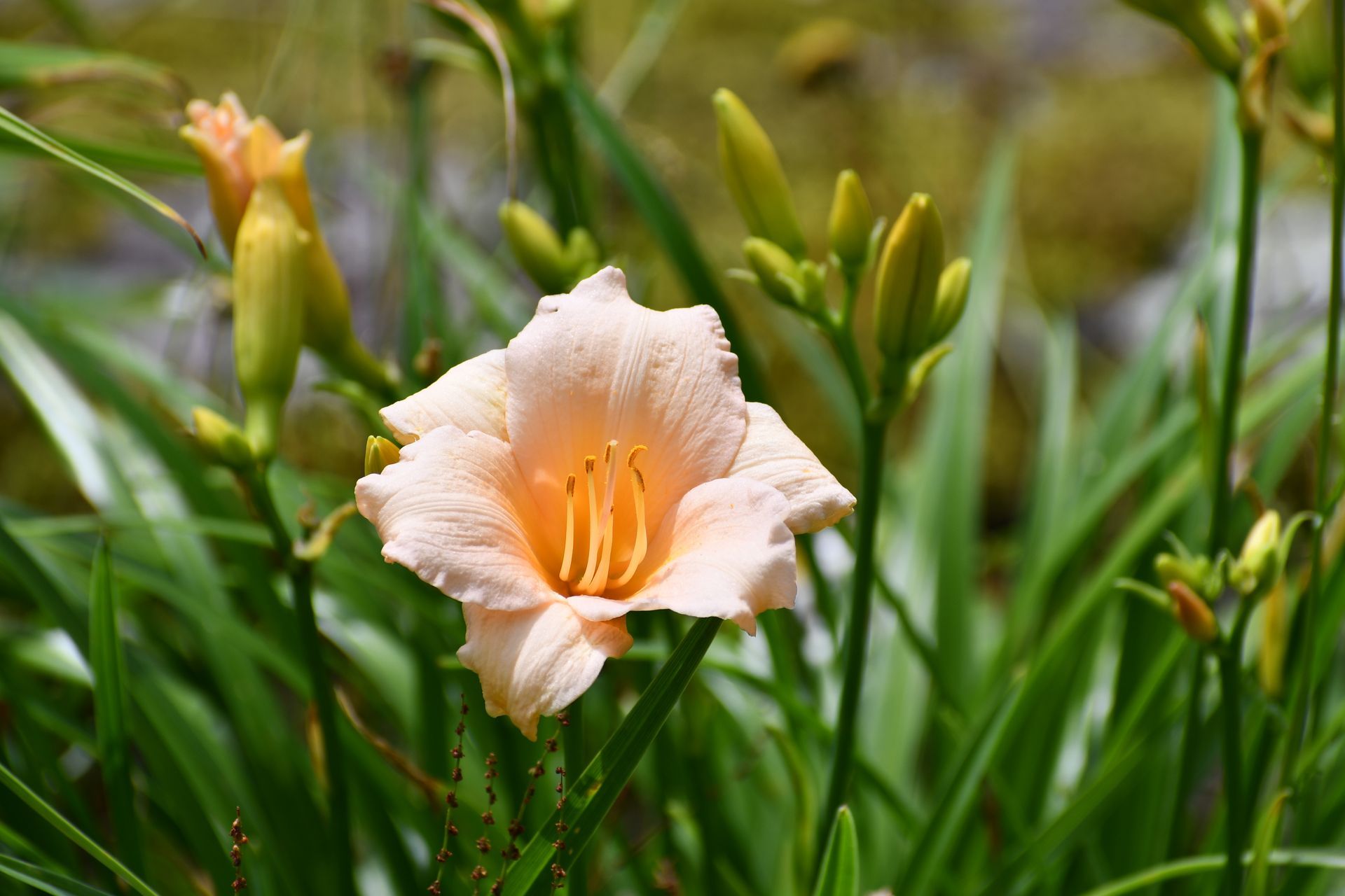 A peach daylily blooms at Ostara's Grove, Vermont flower farm in Lunenburg