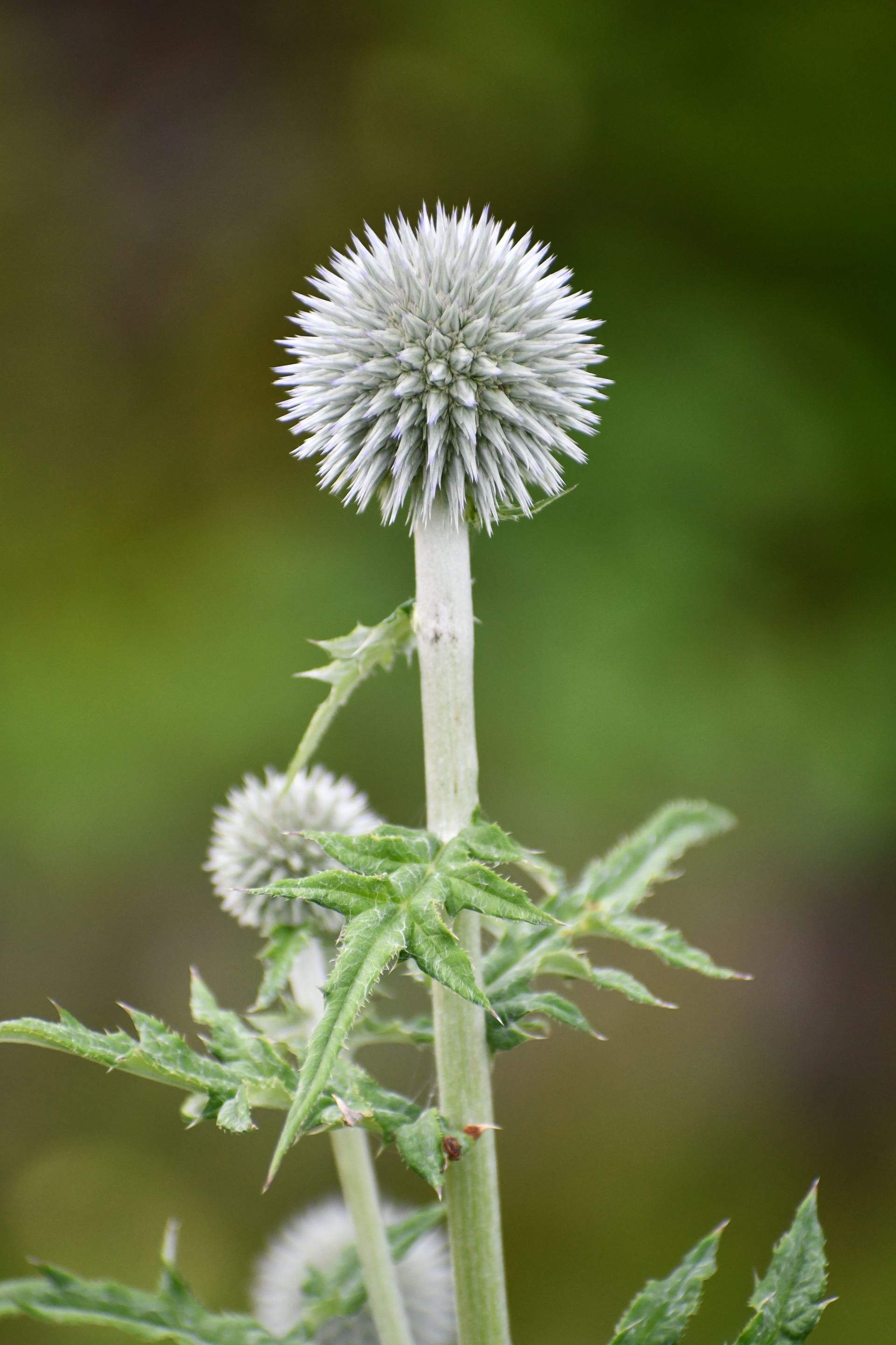 Globe thistle adorns the property at Ostara's Grove Flower Farm in Lunenburg, Vermont