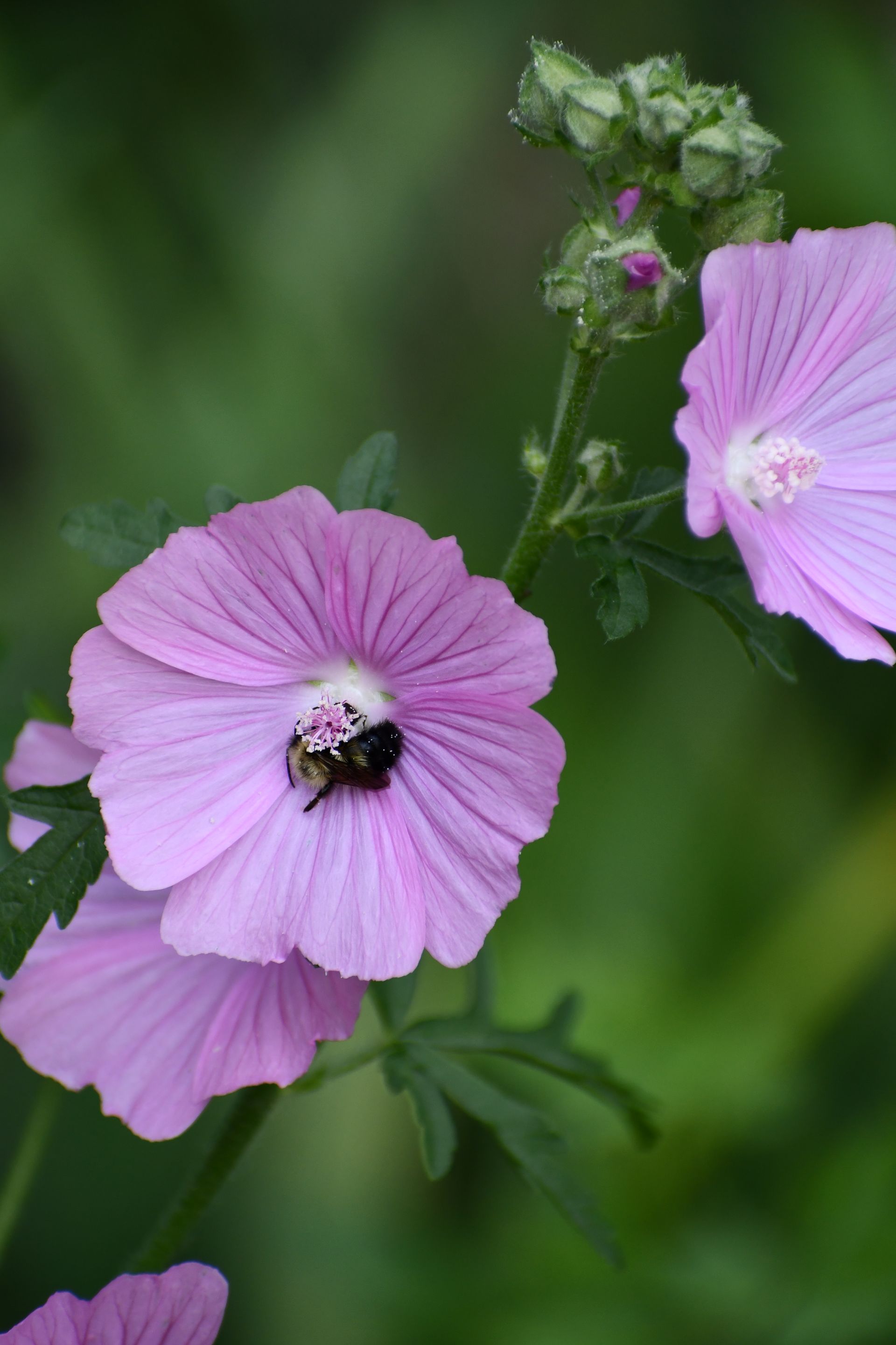 A bee harvests pollen from Mallow at Ostara's Grove, Vermont flower farm, farmstand, and pumpkin patch