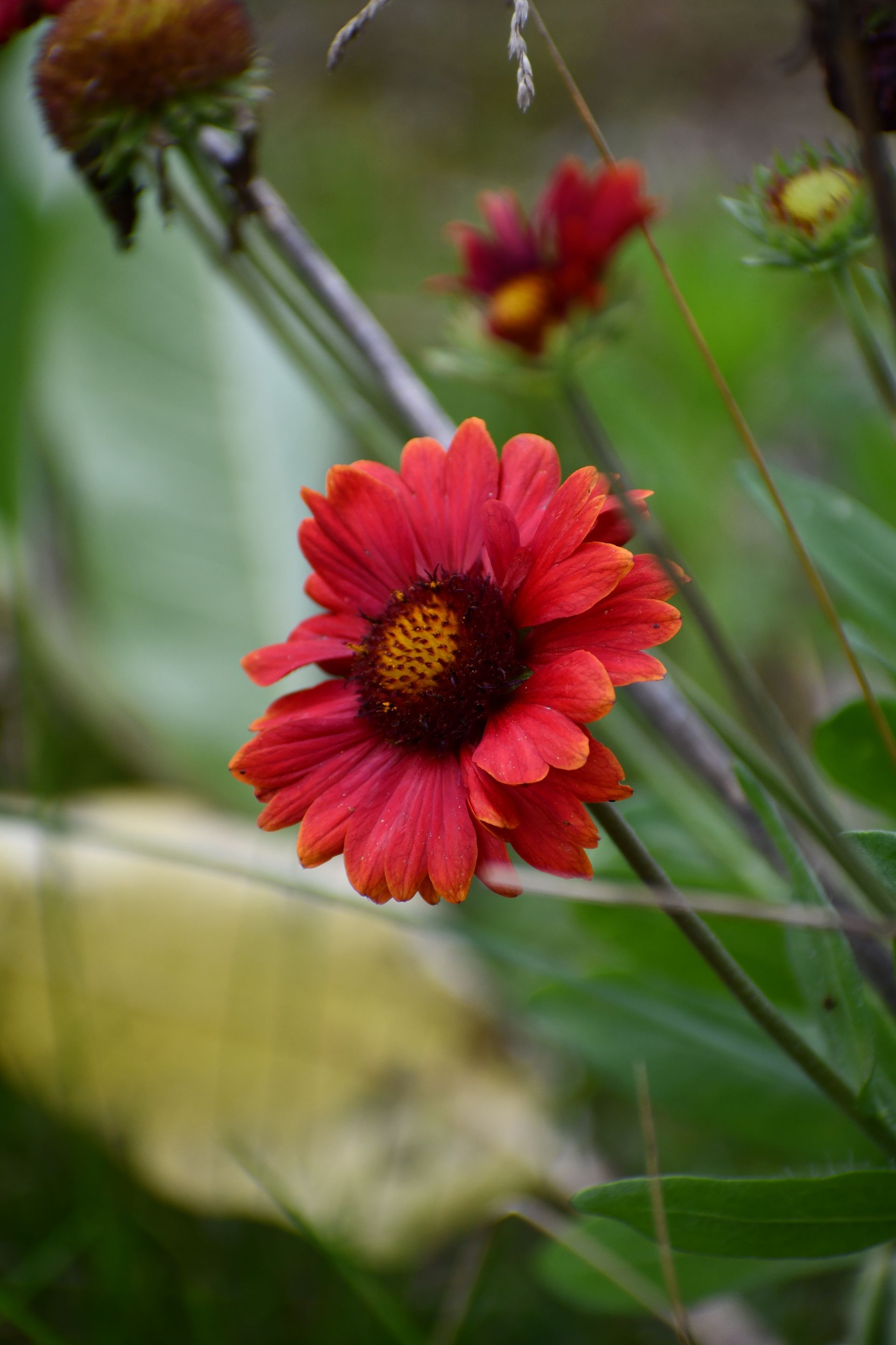 Red coneflower blooms at Ostara's Grove, Vermont flower farm