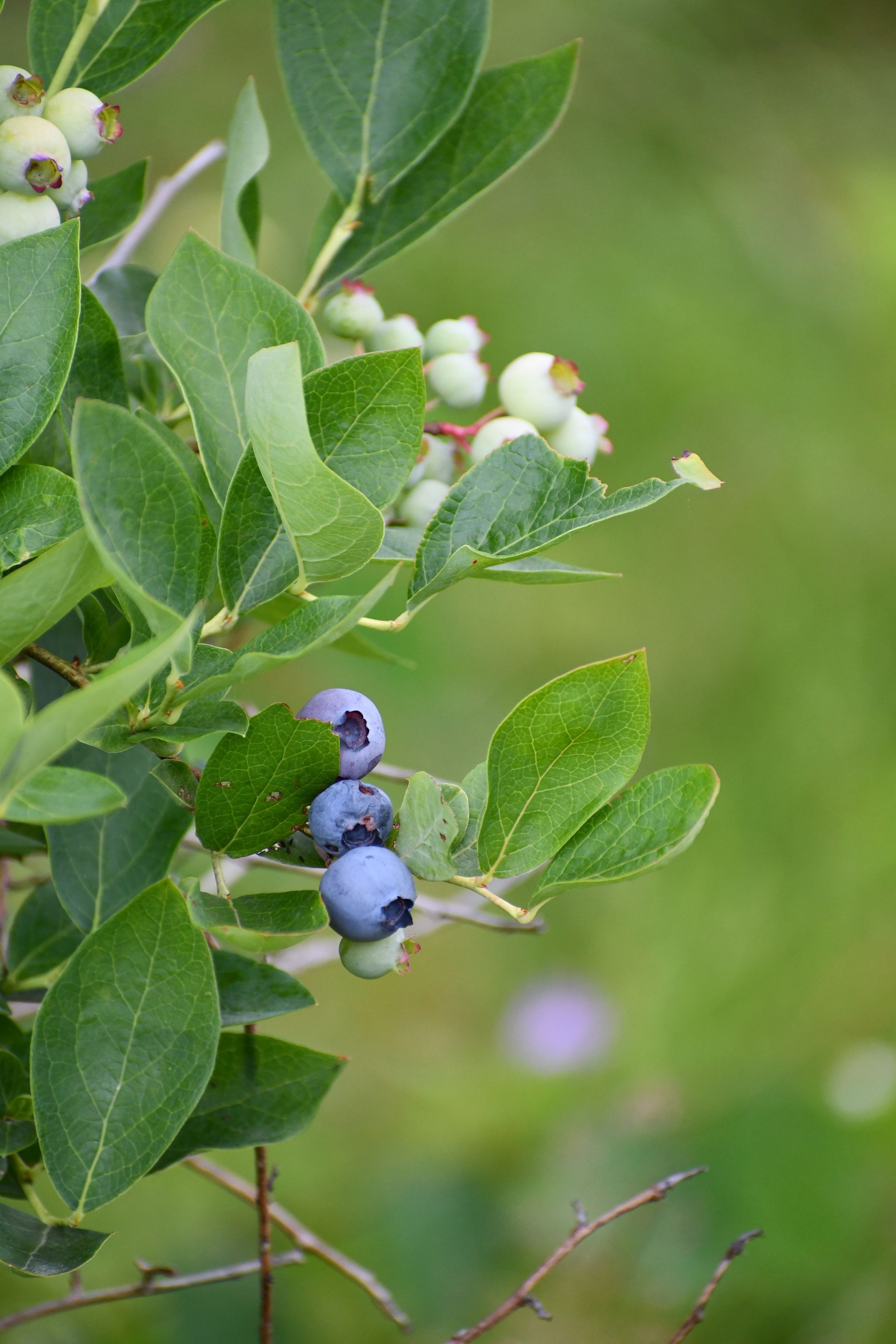 Blueberries ripen on the bush at Ostara's Grove, Vermont Flower Farm and Farmstand