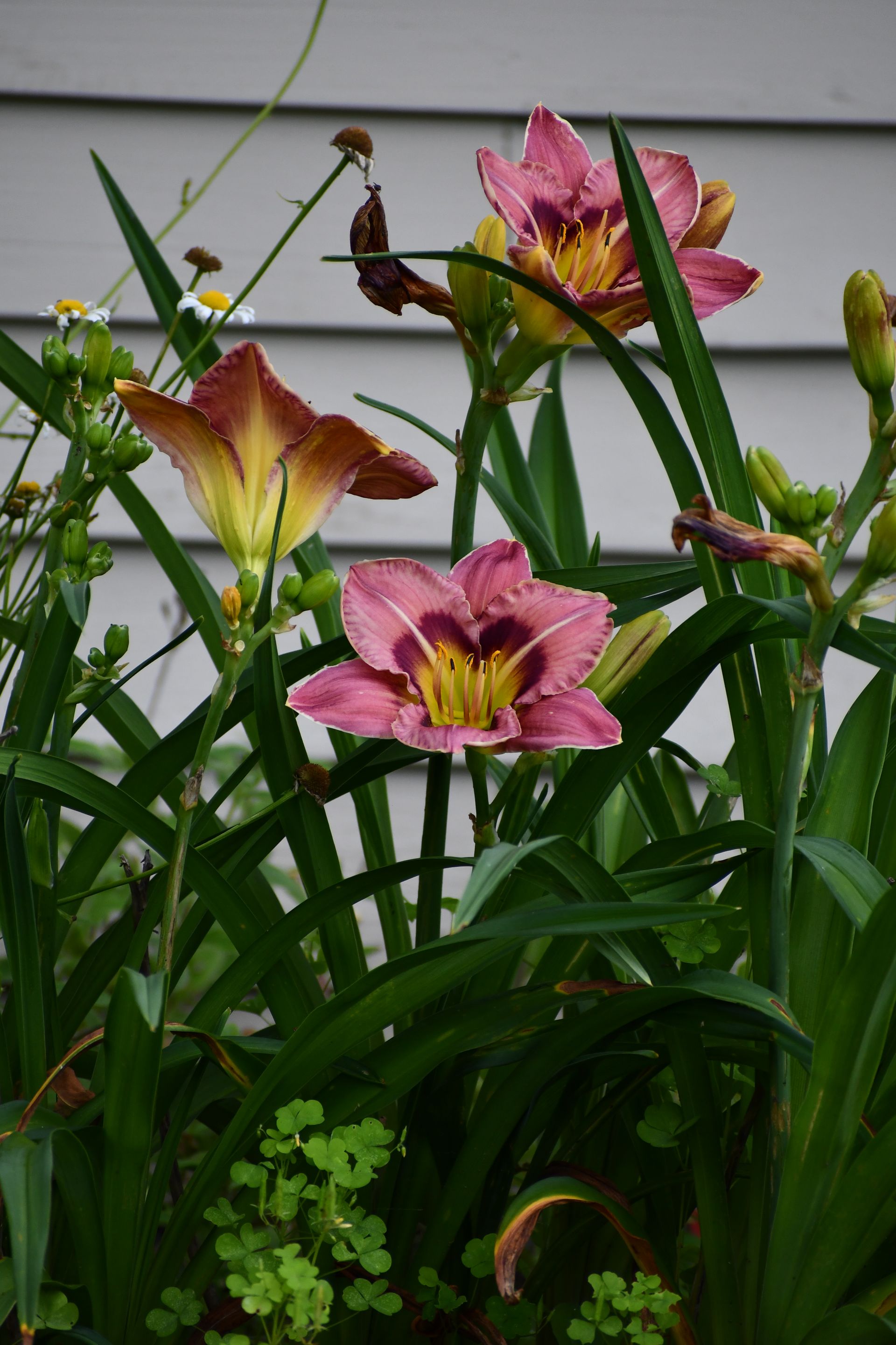 Daylilies bloom at Ostara's Grove, Vermont flower farm in the Northeast Kingdom