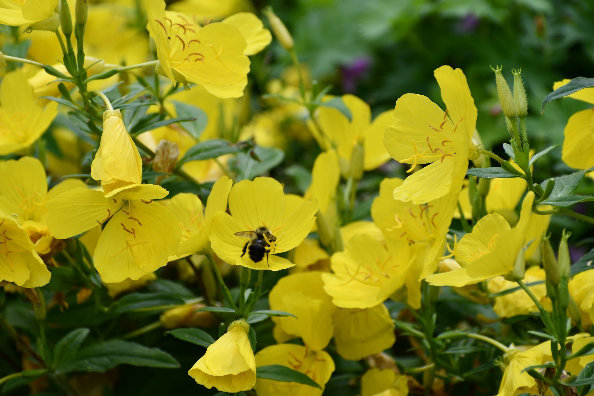 Yellow flowers bloom at Ostara's Grove, Vermont flower farm in Lunenburg, Vermont
