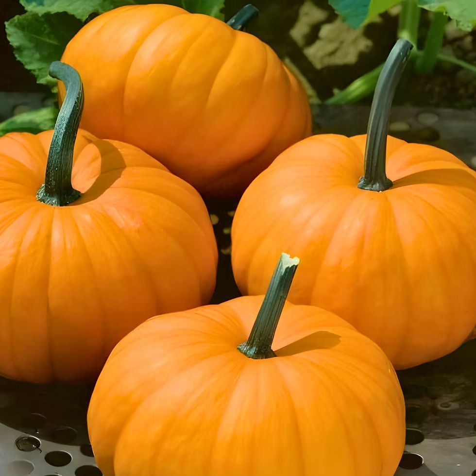 Harvest Princess Pumpkin