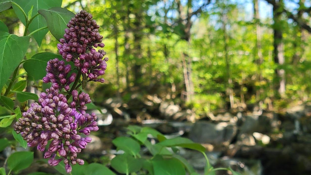 Lilacs bloom in spring at Ostara's Grove Flower Farm in Lunenburg, Vermont