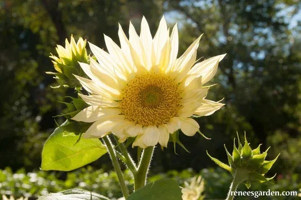 Moonshadow Sunflower