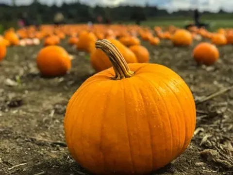 New England Sugar Pumpkin