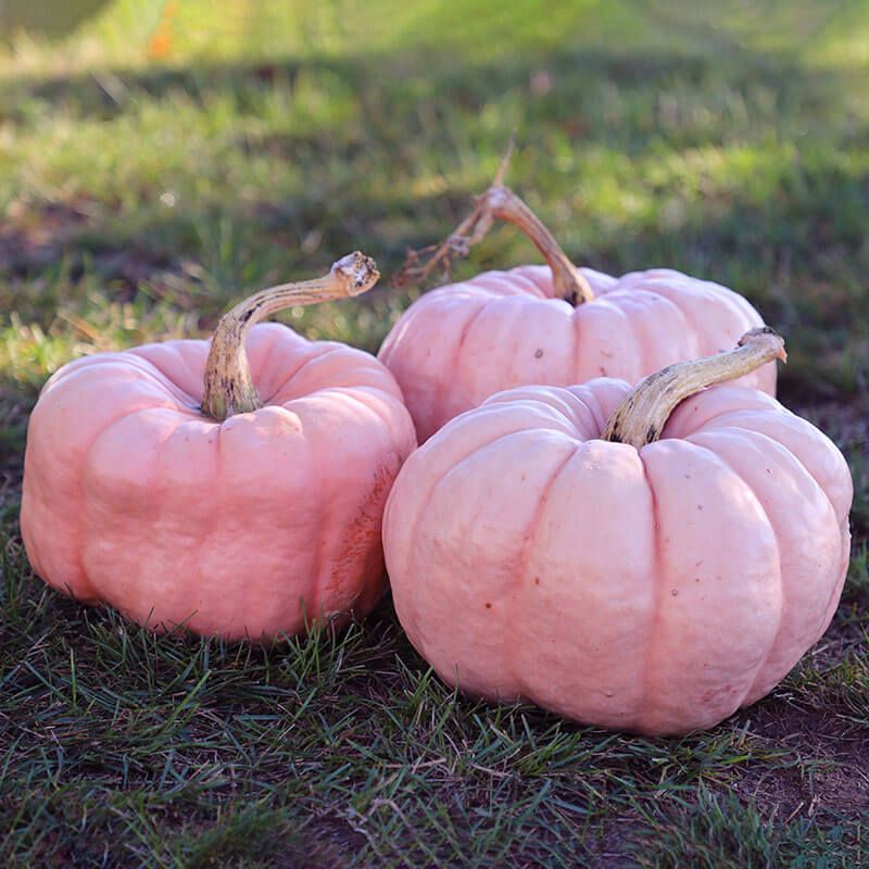 Pink Doll Pumpkin