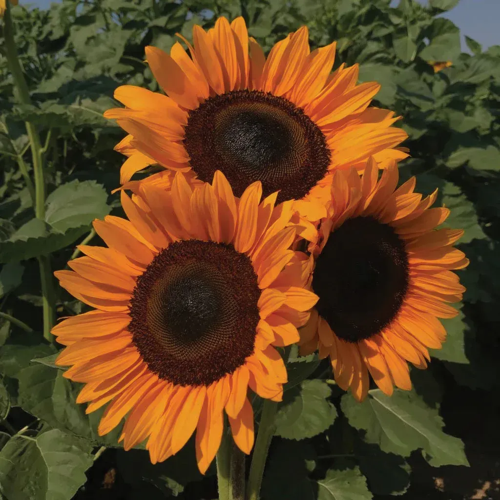 ProCut Orange Sunflower
