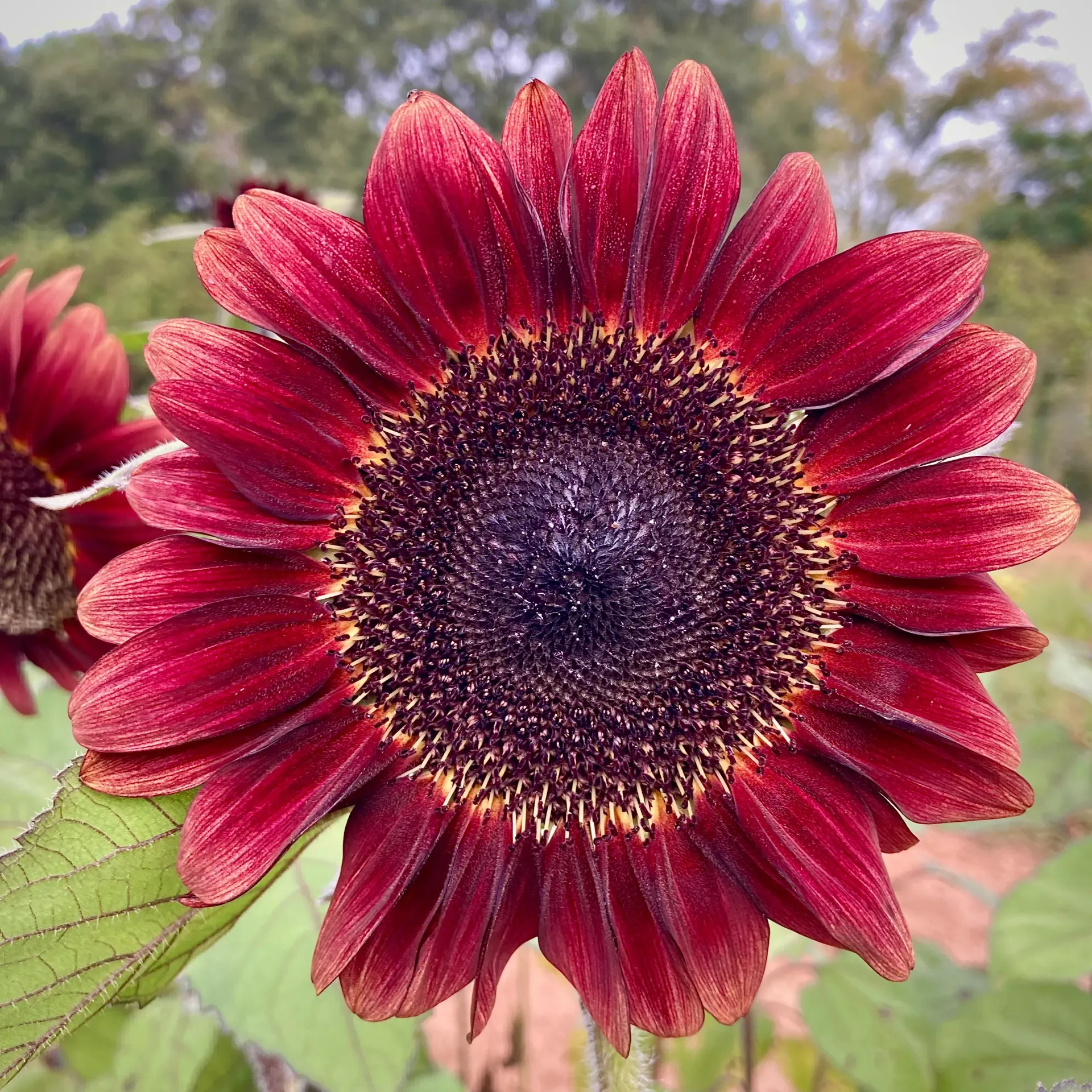 ProCut Red Sunflower