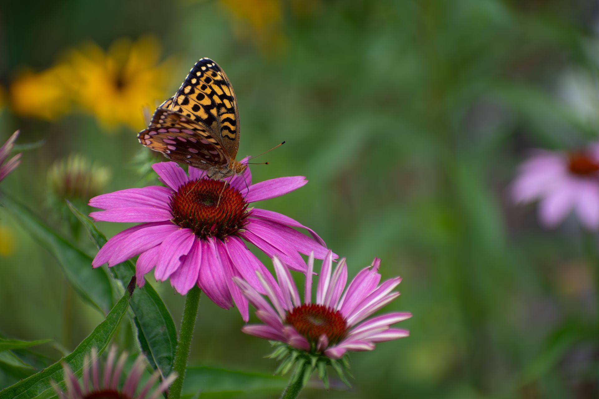 A fritillary butterfly gathers pollen from purple coneflowers