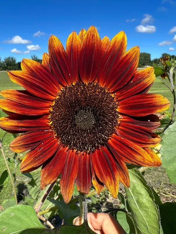 Terracotta Sunflower